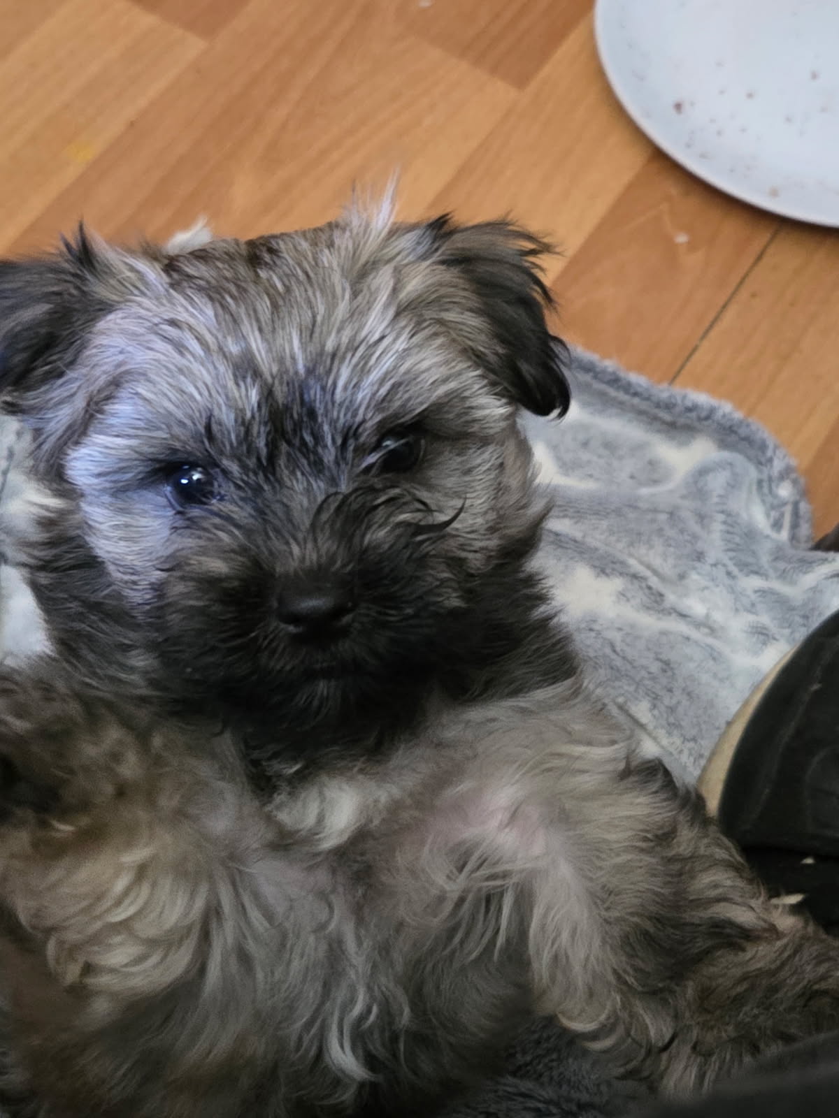 Maltese Shih Tzu – Doonside