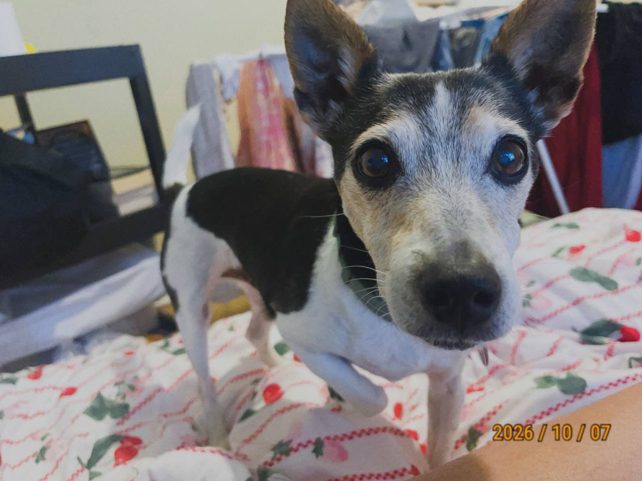 Jack Russell – Dover Gardens