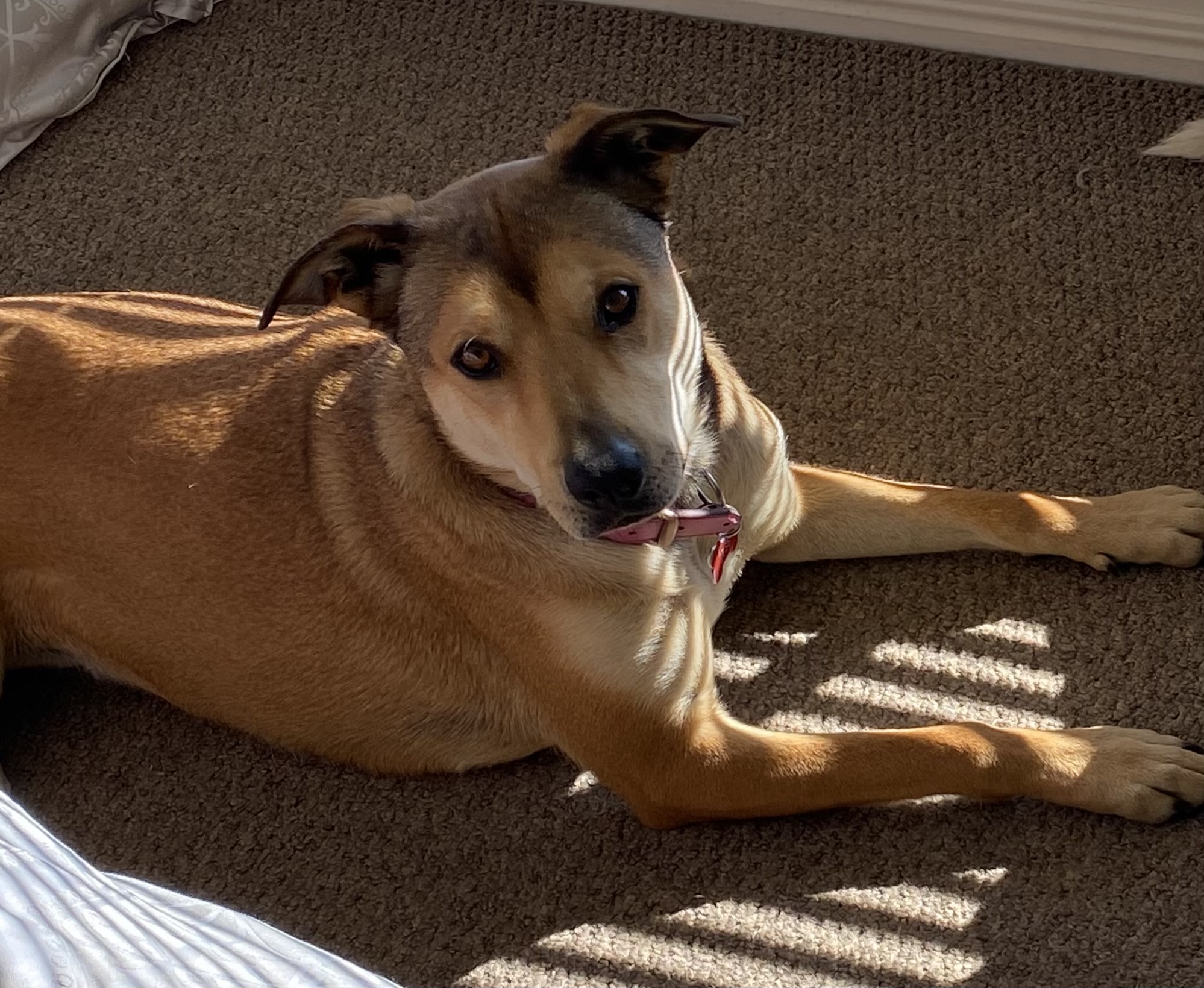 Dogs – Edens Landing