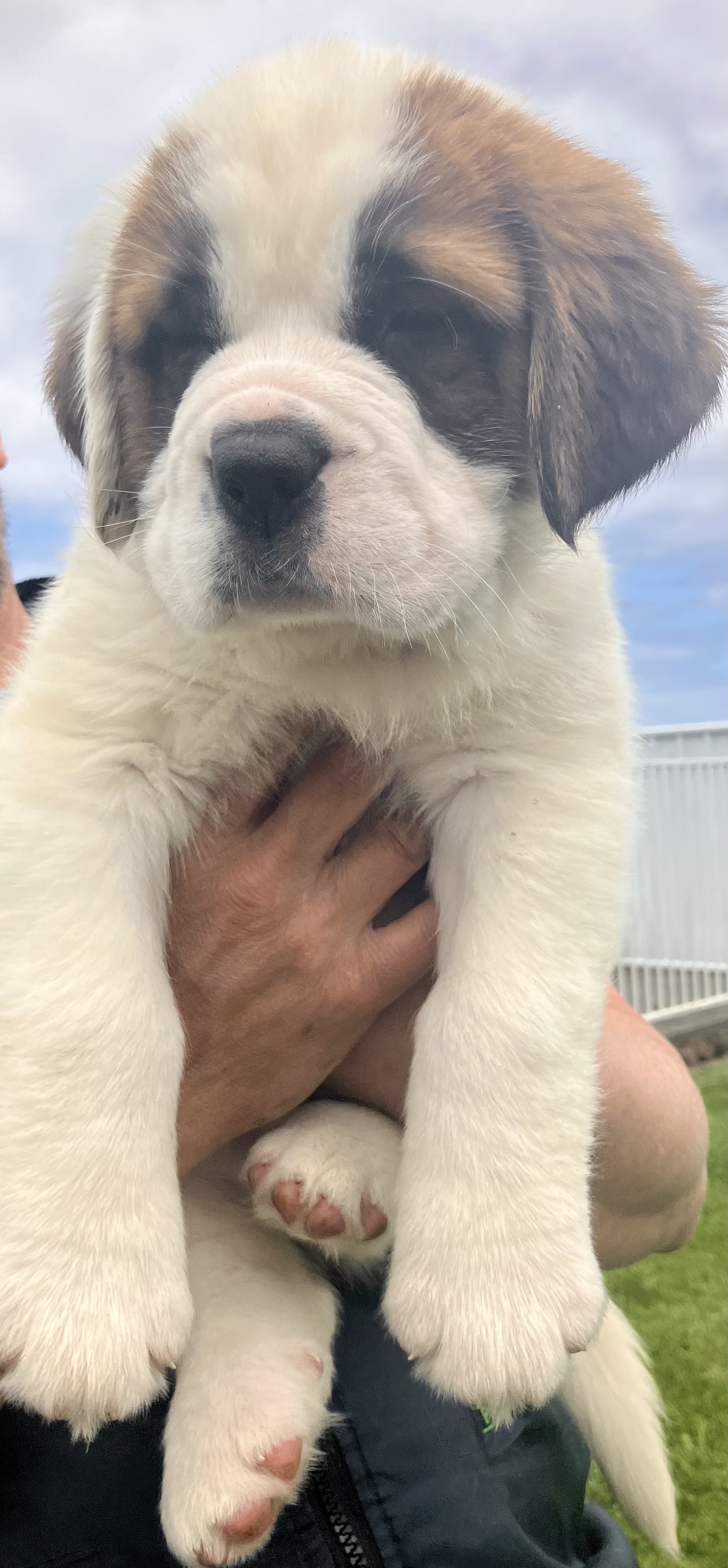 Saint Bernard – Moyne