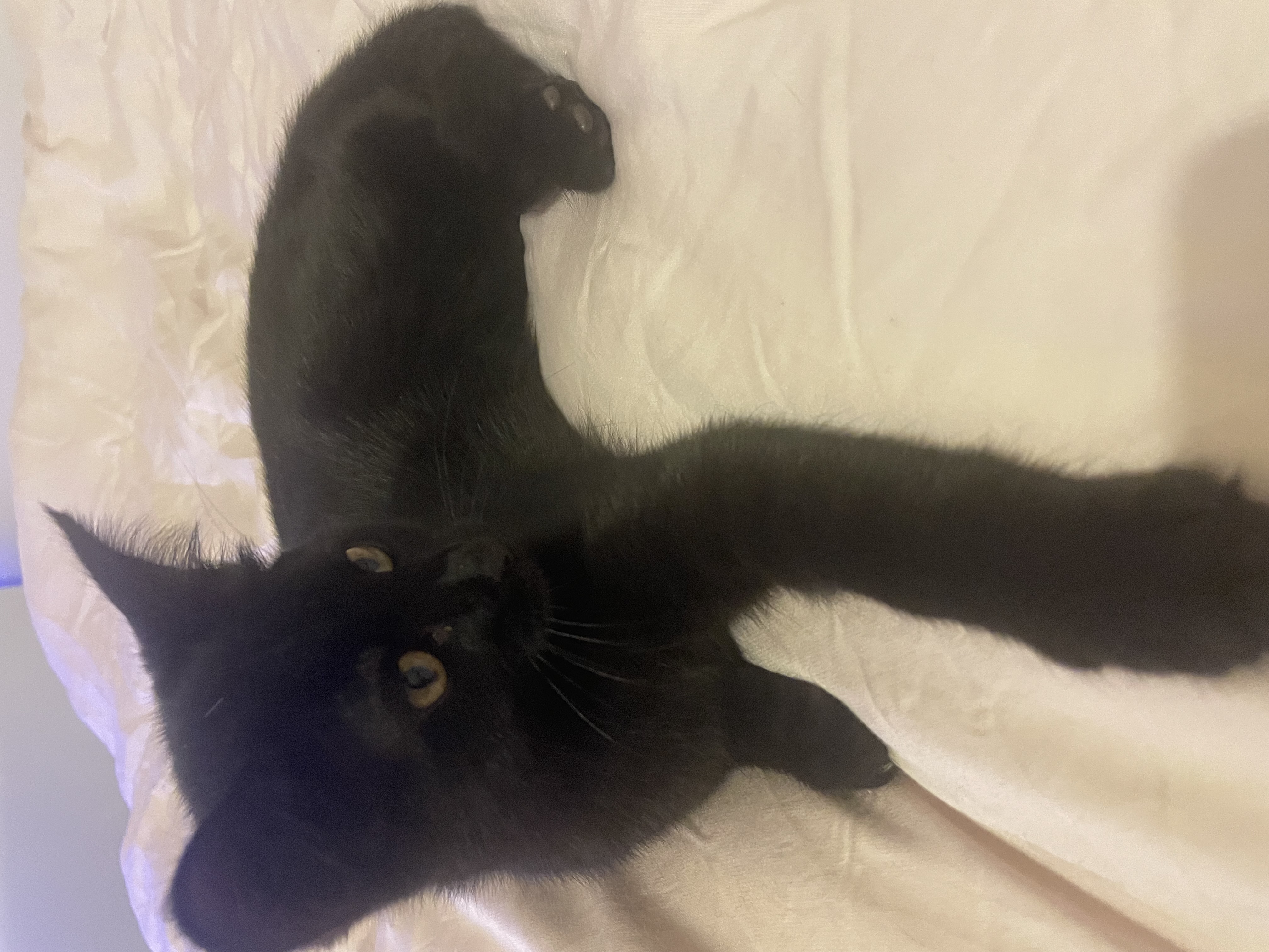 Domestic Short Hair (DSH) – Marayong