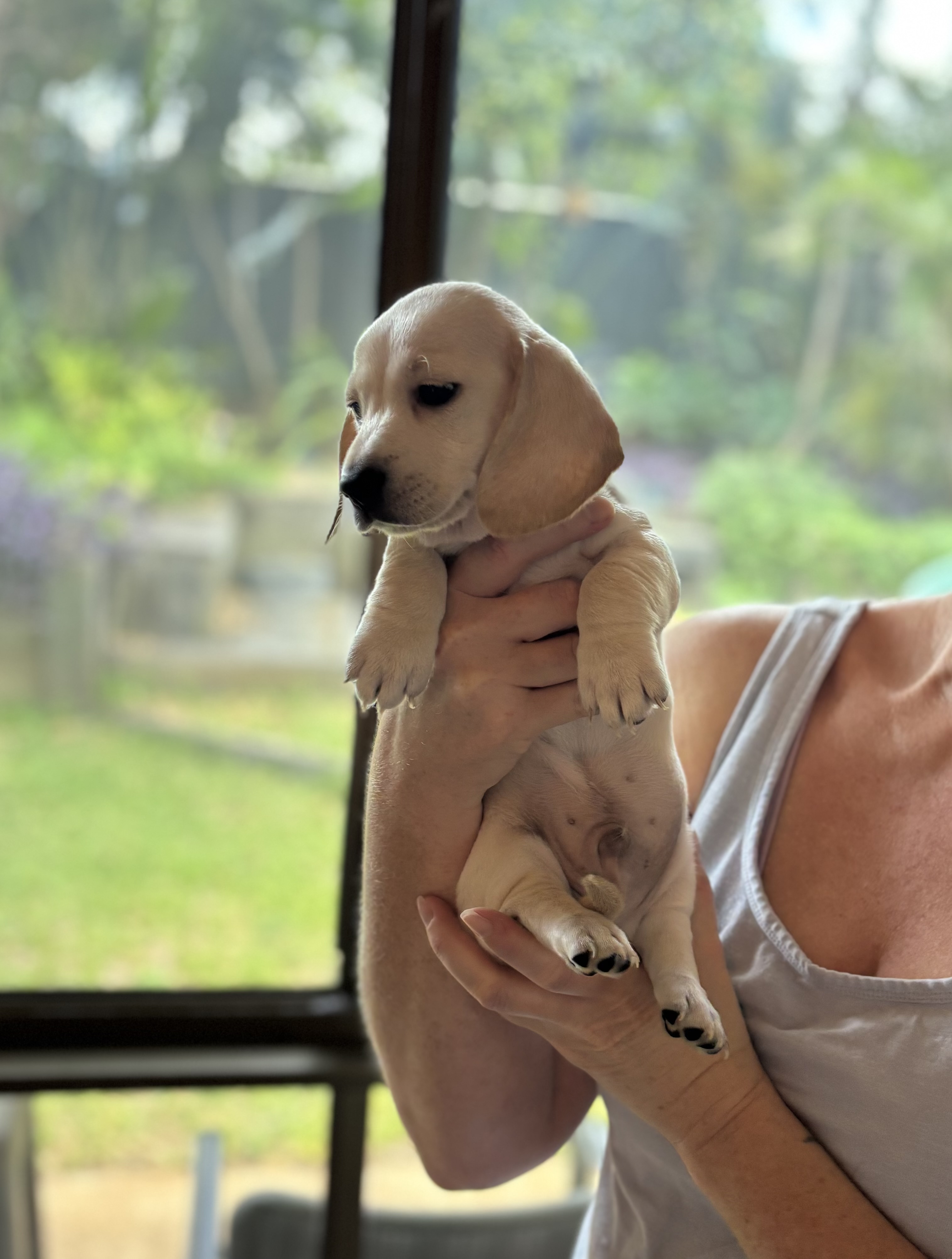 Miniature Dachshund – Kingaroy