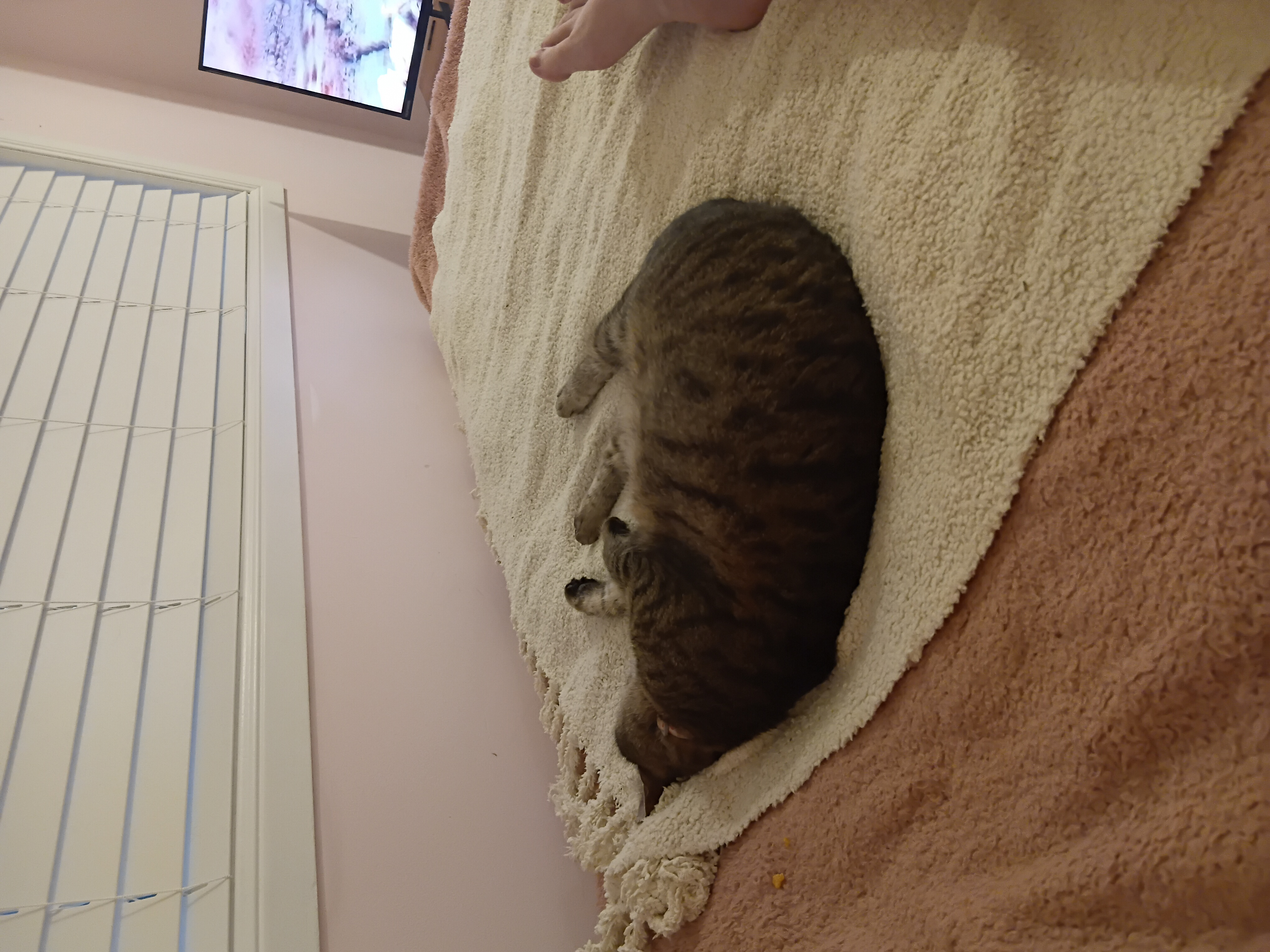 Domestic Short Hair (DSH) – Garbutt