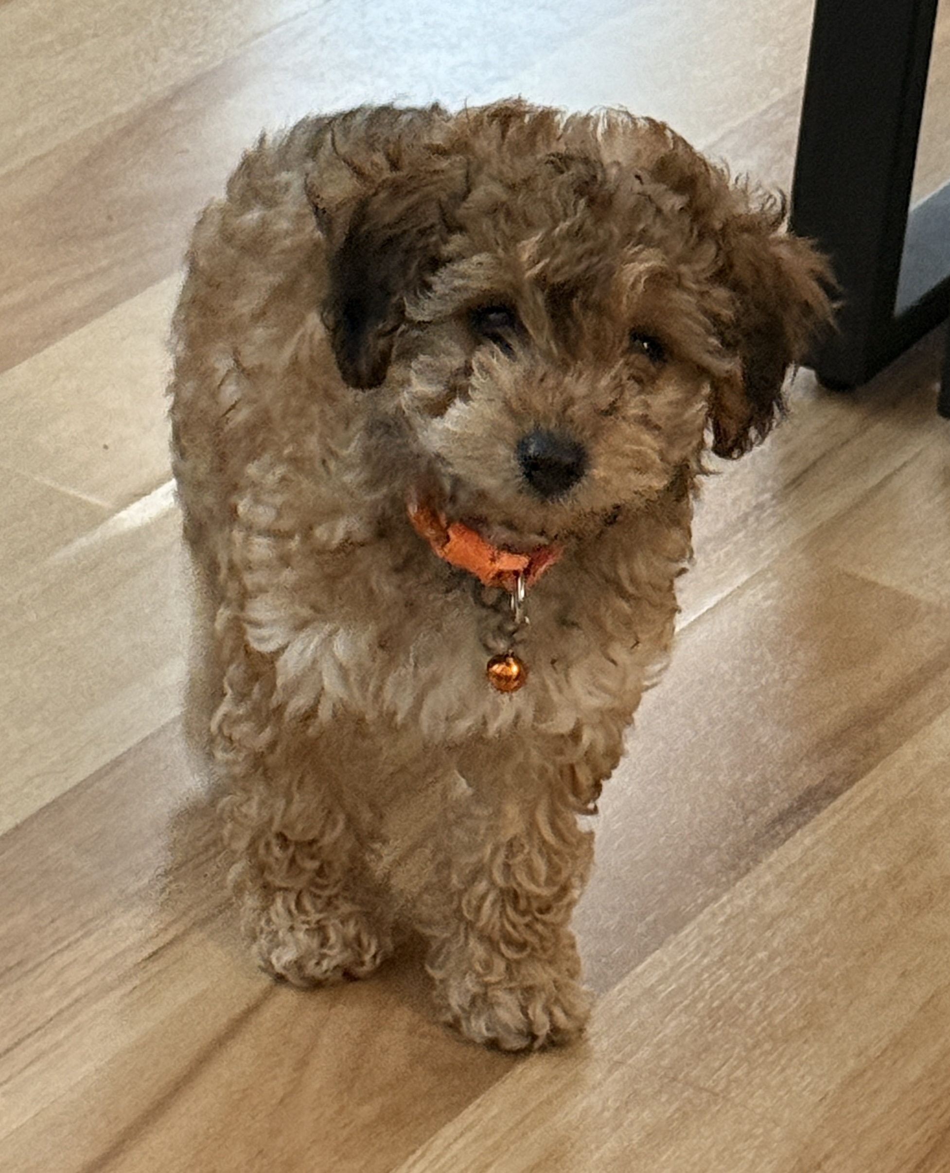Cavoodle – Tamworth