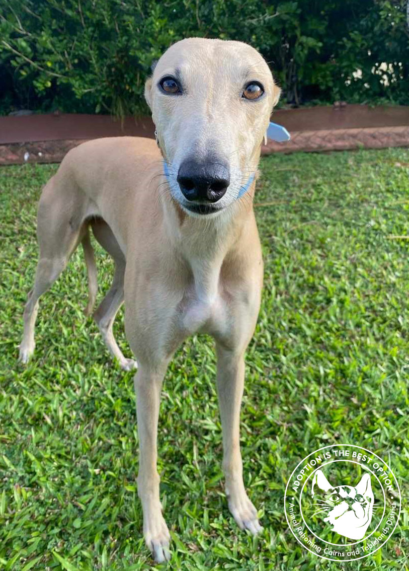 Greyhound – Cairns