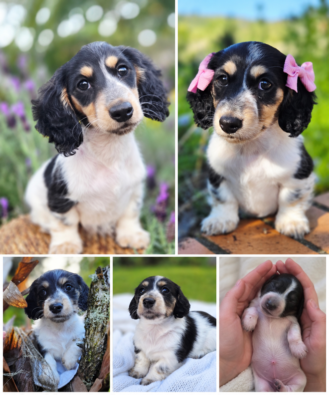 Miniature Dachshund – Goonellabah