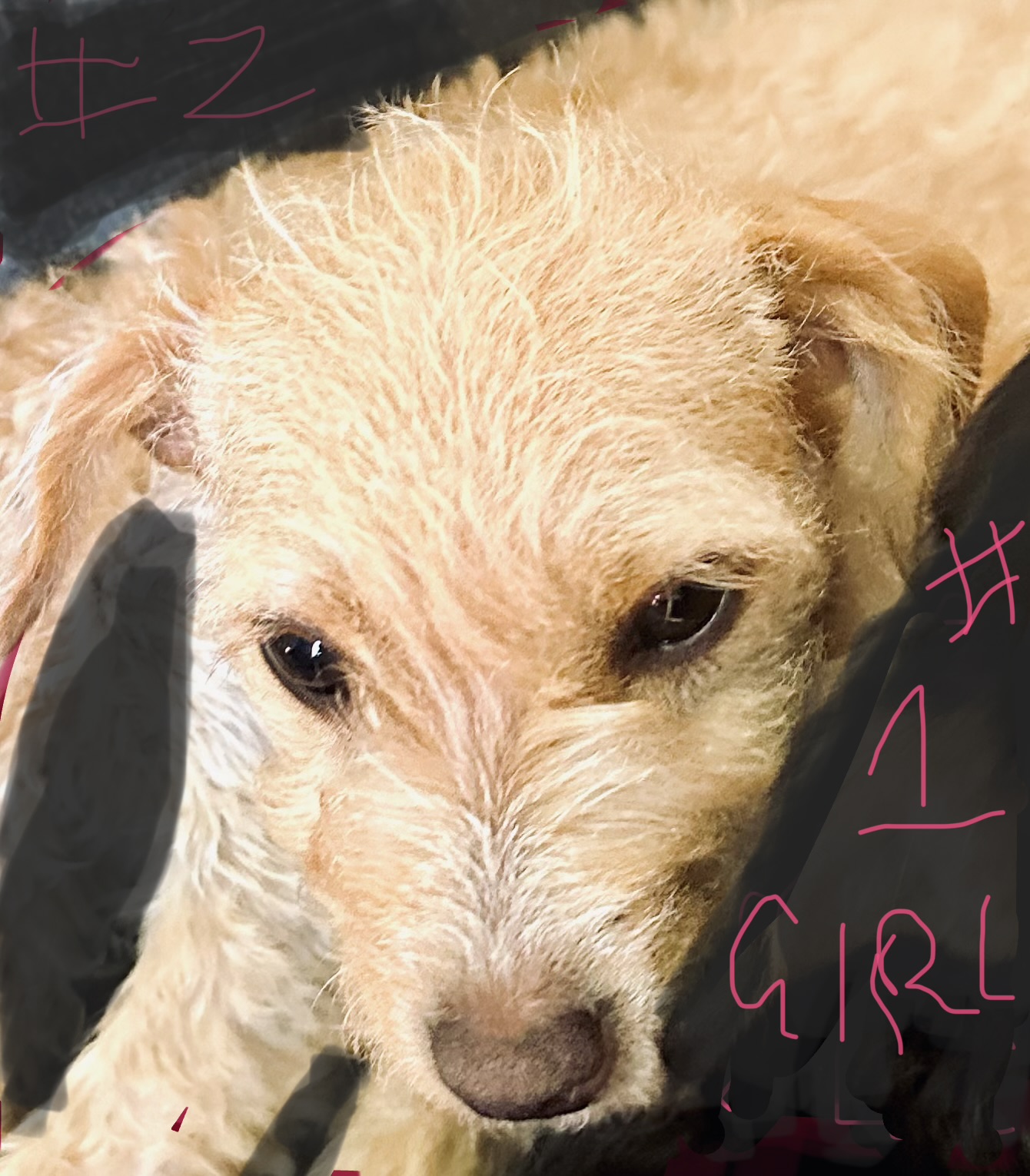 Cavoodle – Villawood