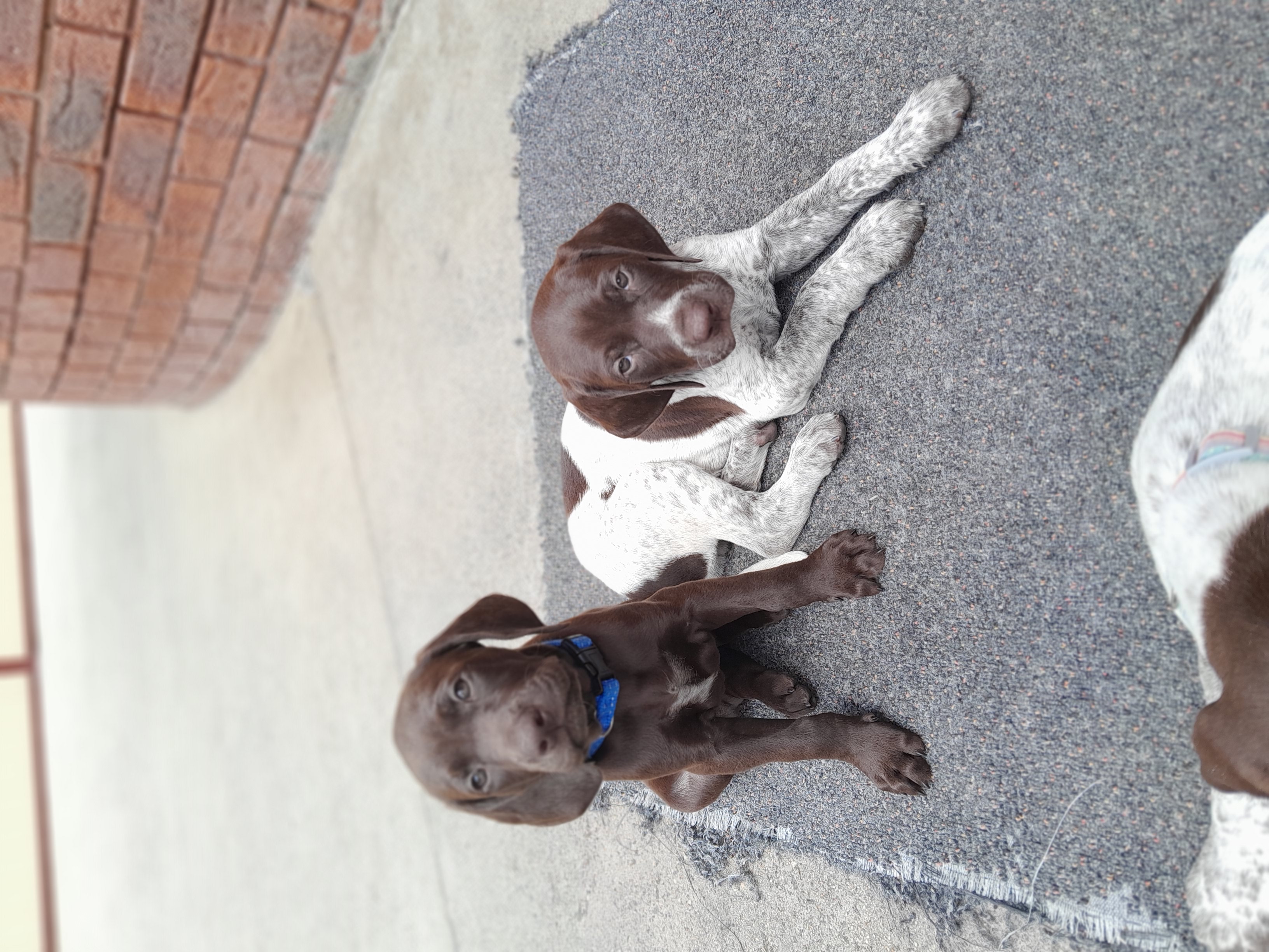 German Shorthaired Pointer – Lalor