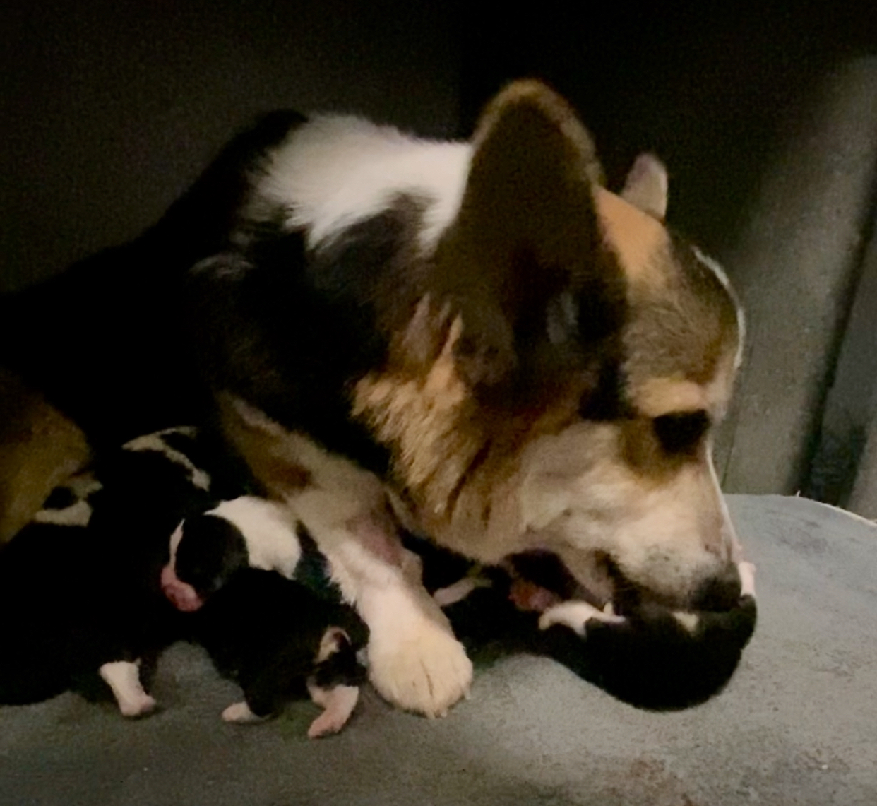Corgi – Dubbo