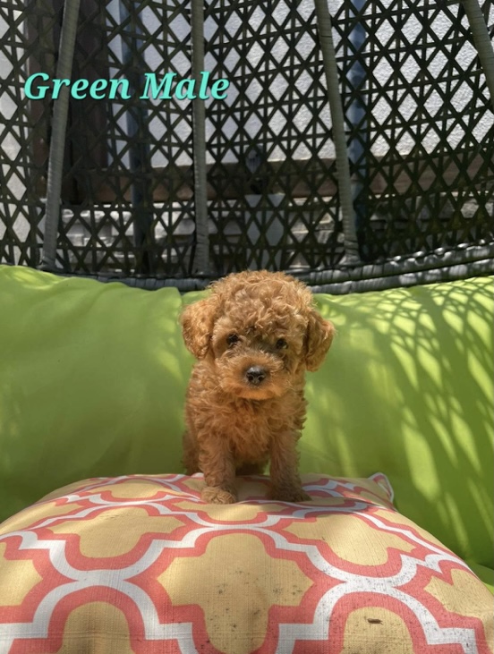 Toy Poodle – Berwick