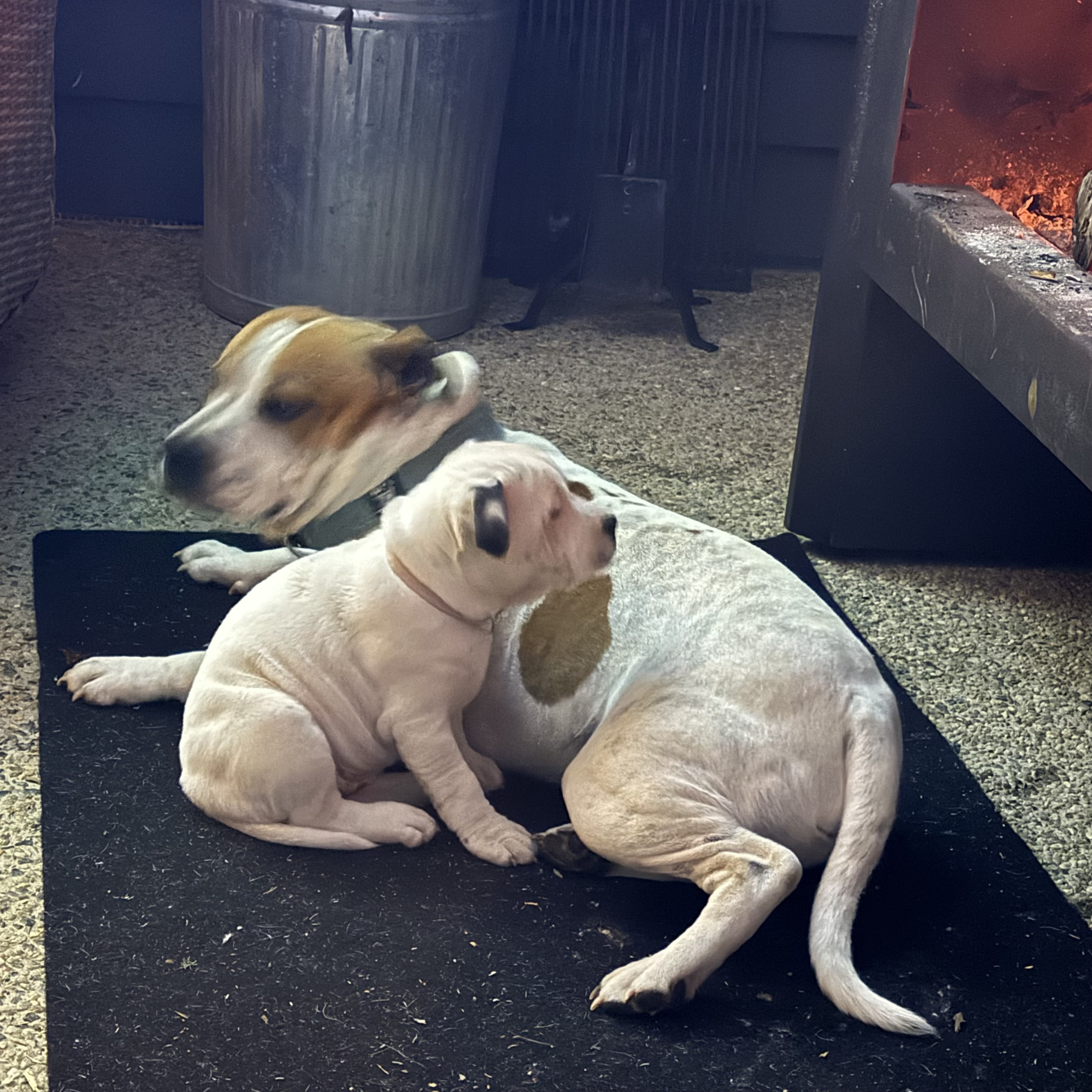 Staffordshire Bull Terrier – Mount Barker