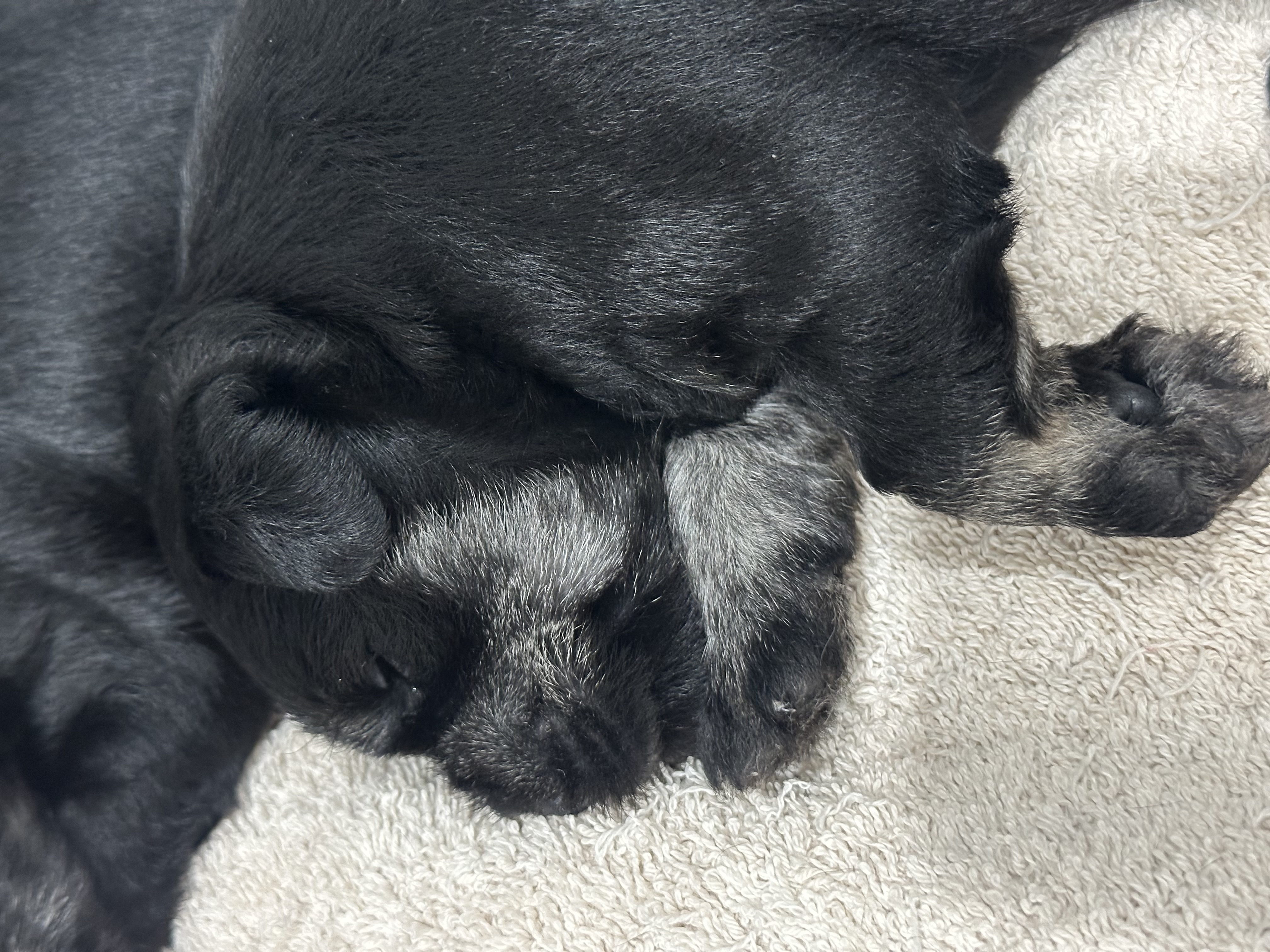 Dogs – Antoinette Goosen