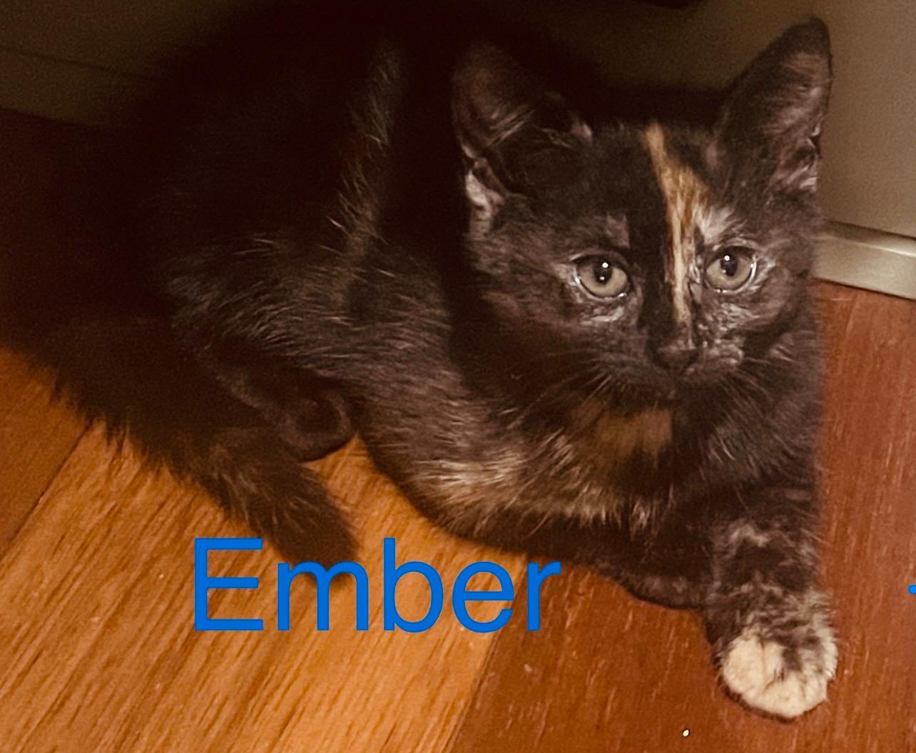 Domestic Short Hair (DSH) – The Ponds