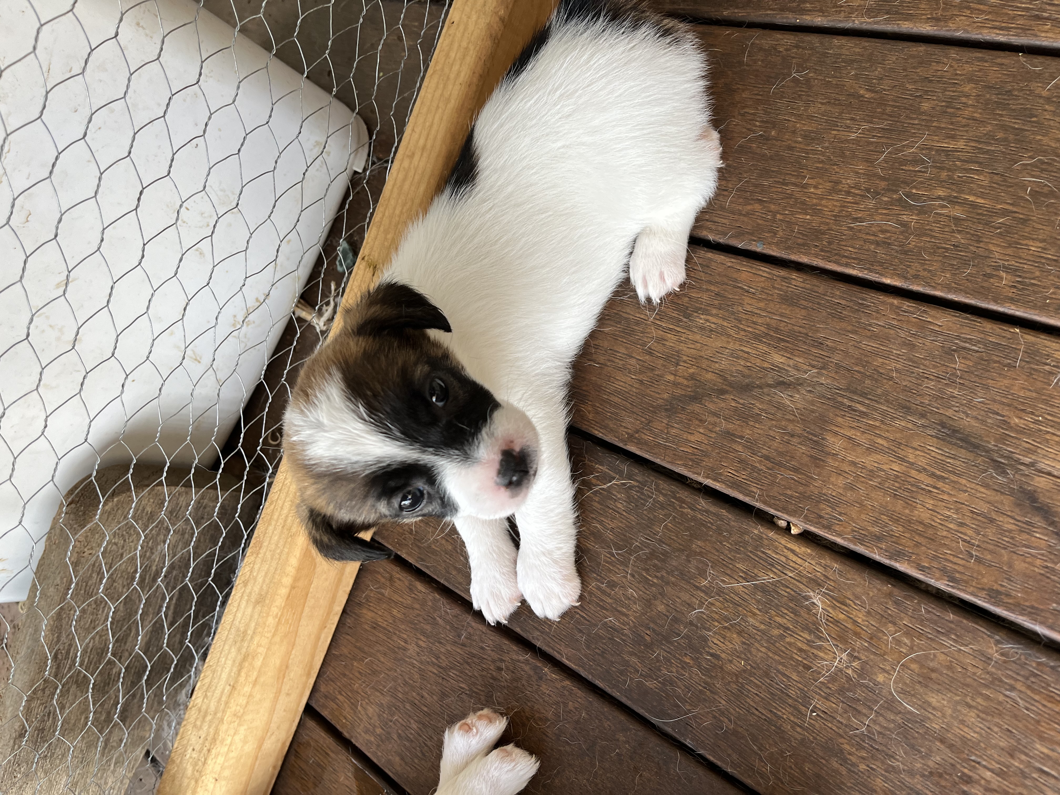 Jack Russell - Gowrie Junction