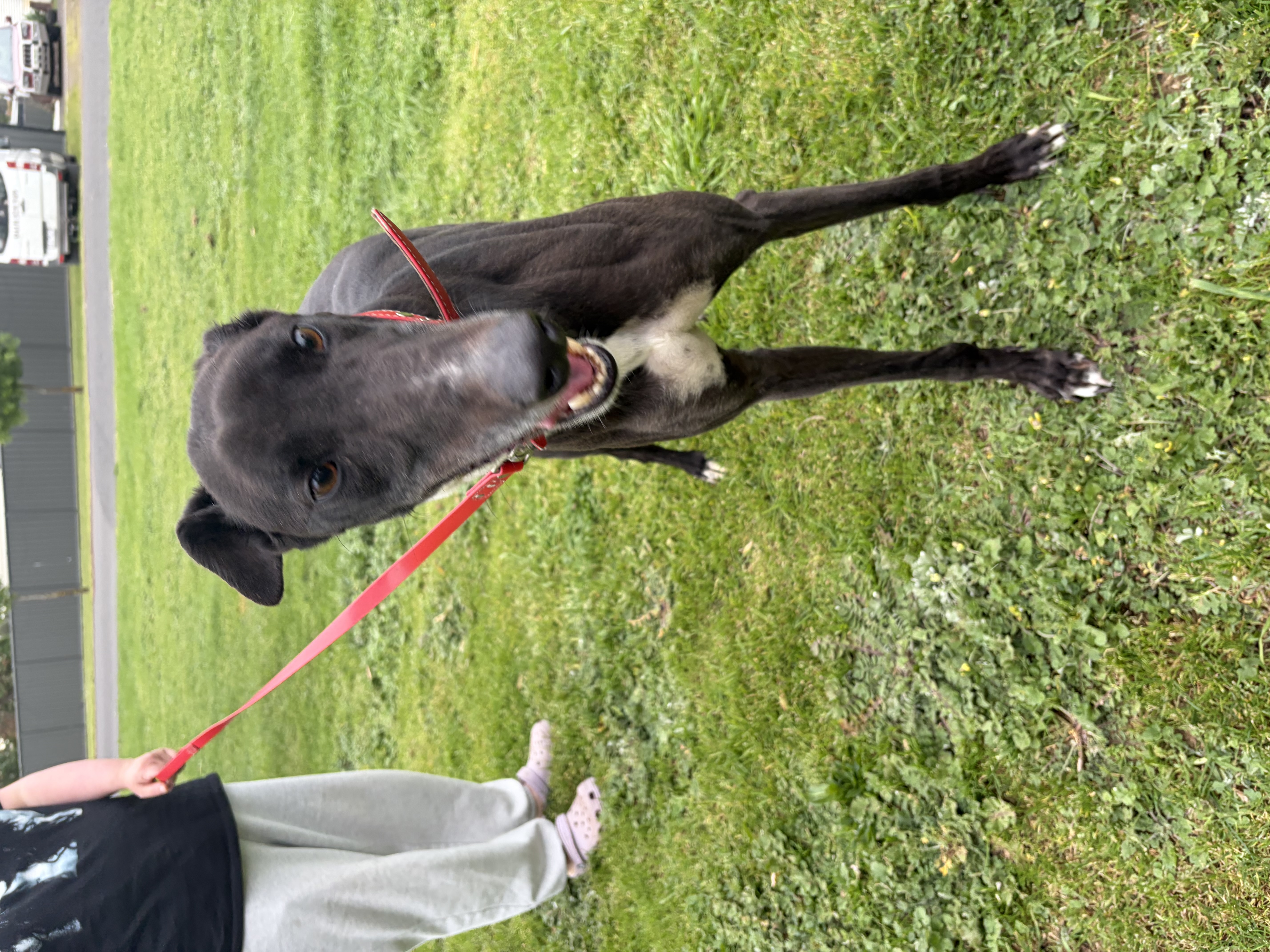 Greyhound – Mortlake
