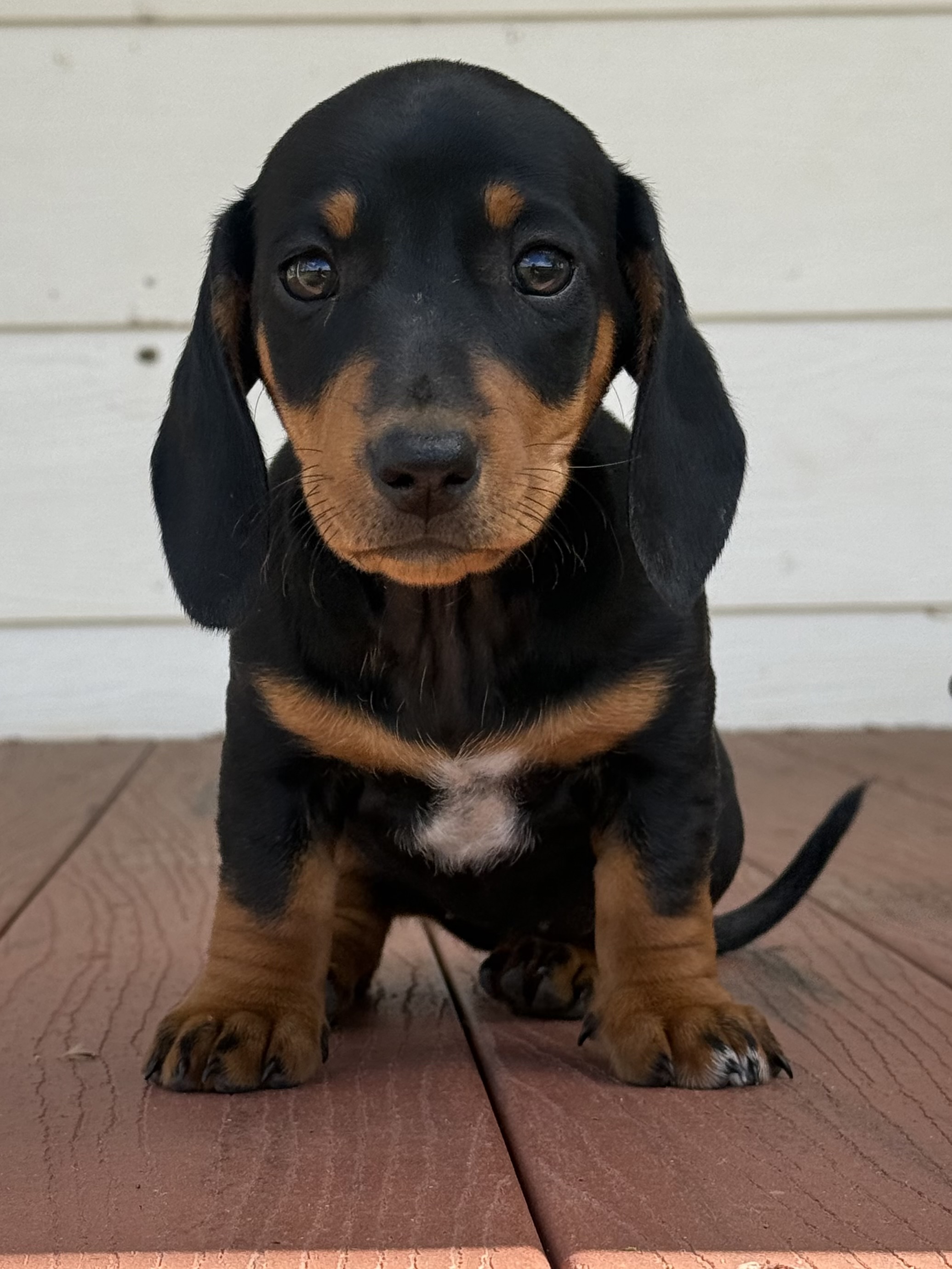 Dachshund – Bingara