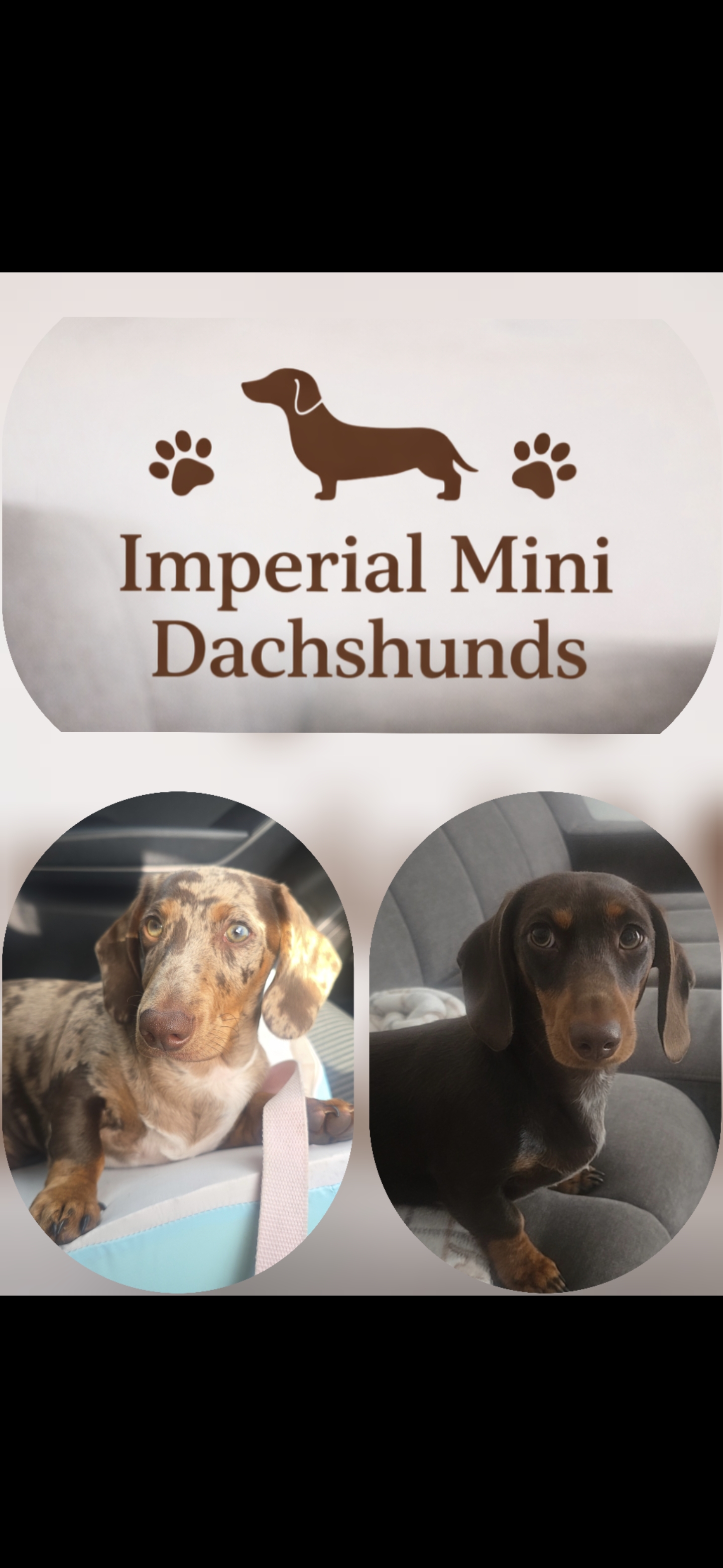 Miniature dachshund