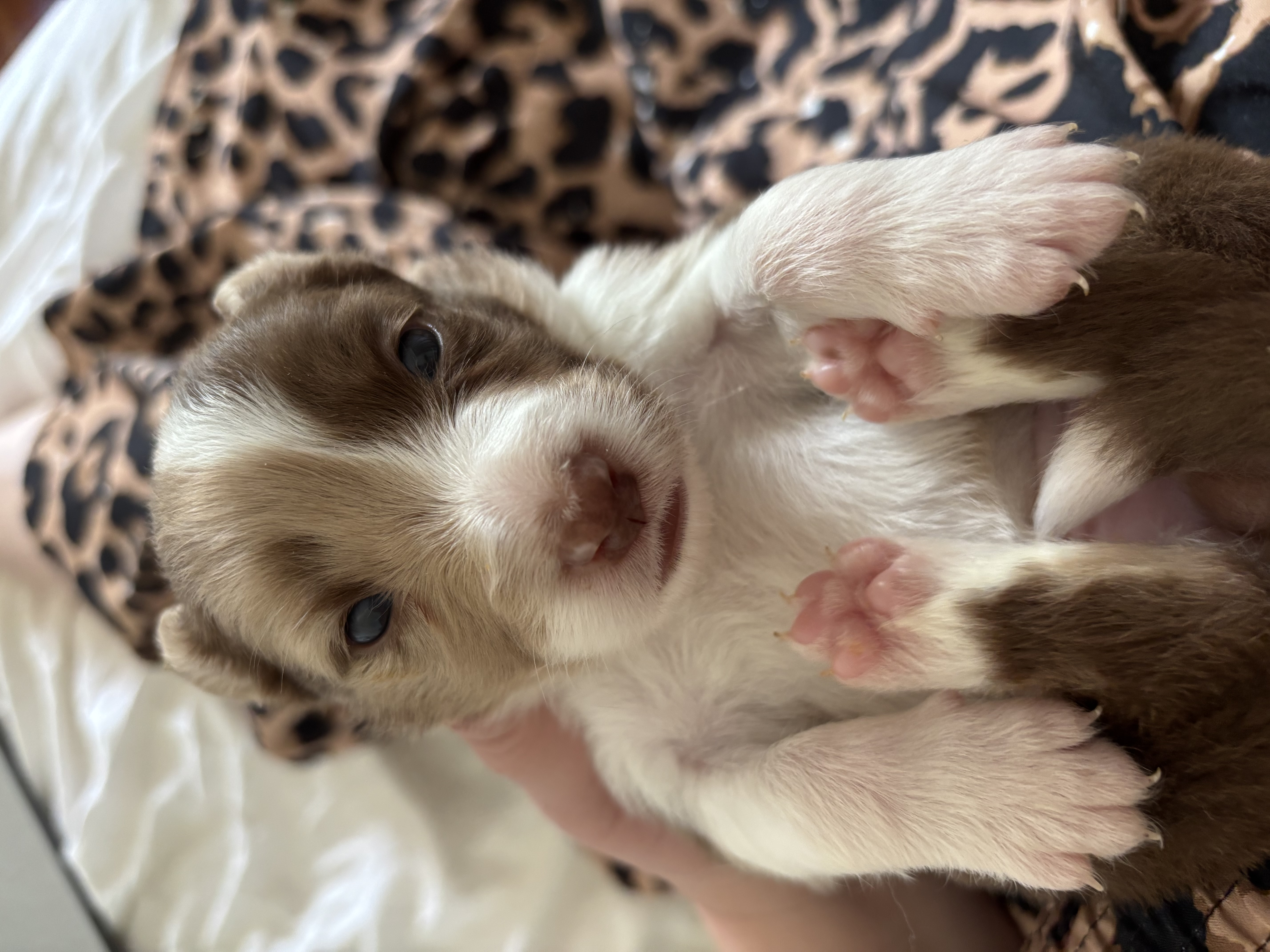 Border Collie – Beaudesert
