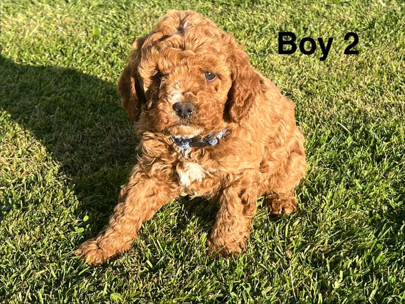 Cavoodle – Sale