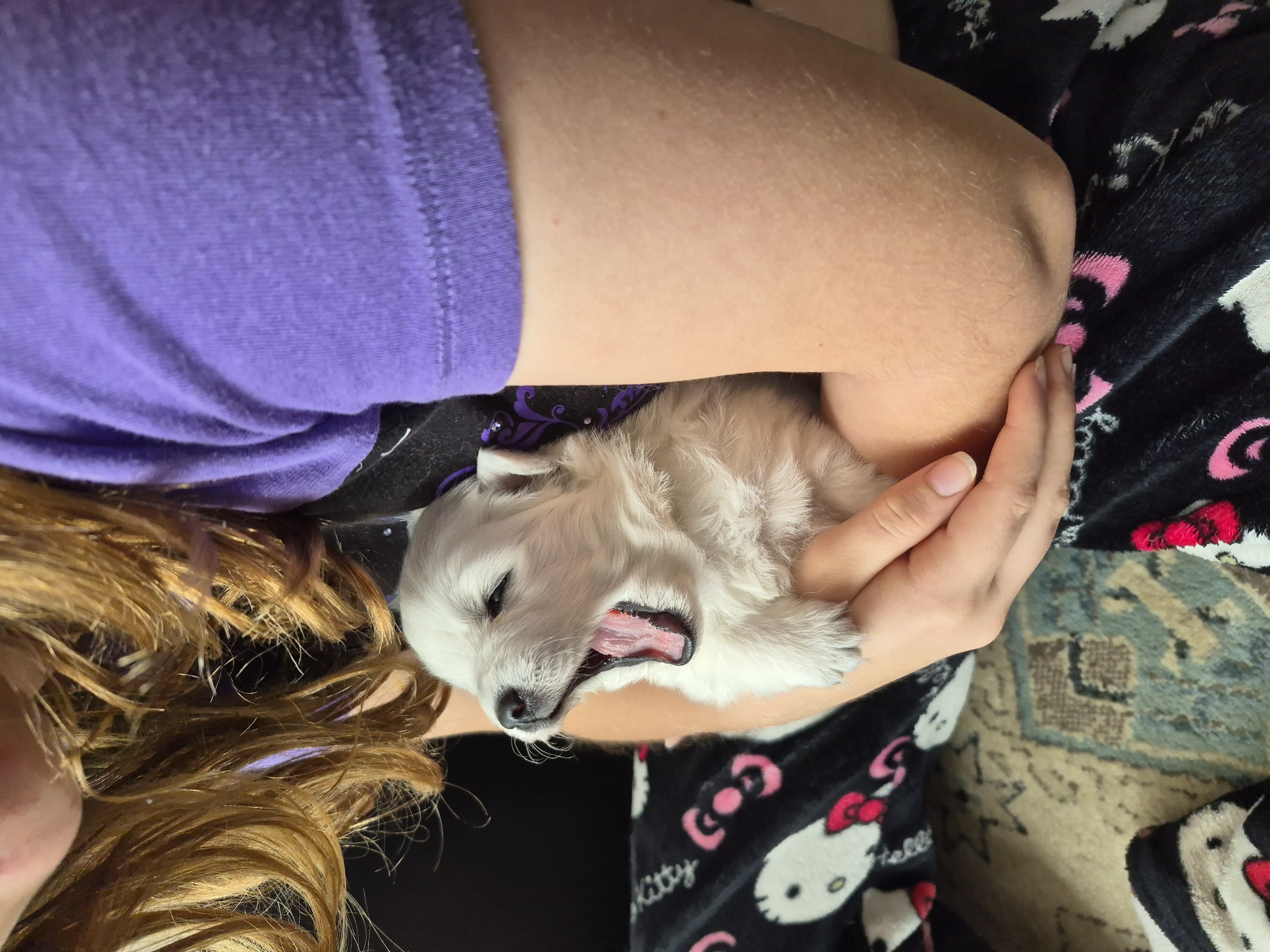 Japanese Spitz – Kippa-Ring