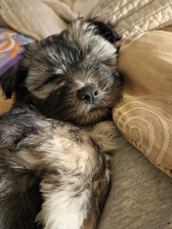 Maltese Shih Tzu – Doonside