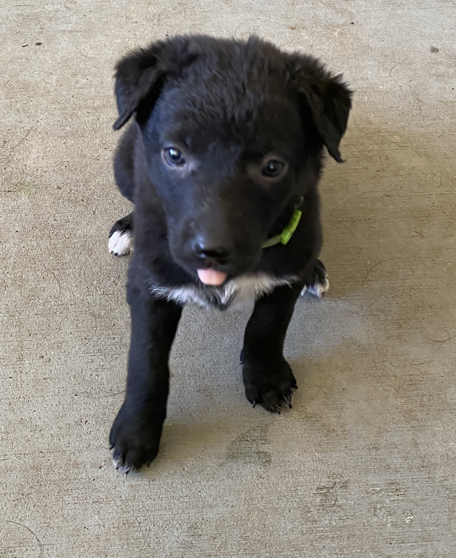 Kelpie - Robina - PetsForHomes