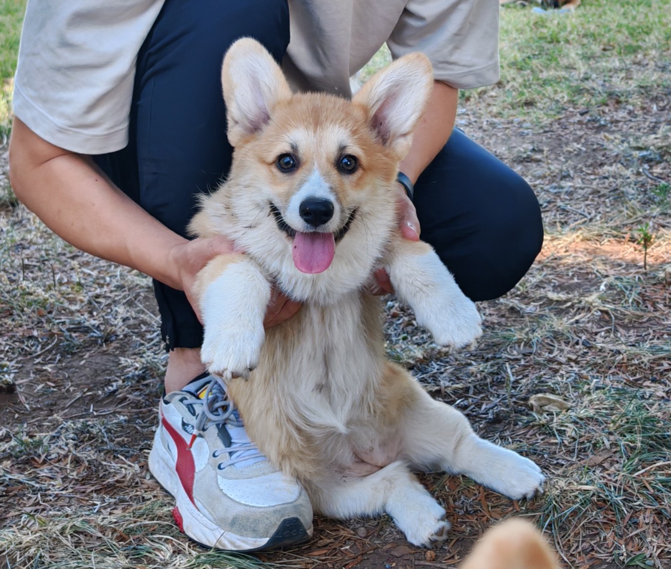 Corgi – ShibaStar Kennel
