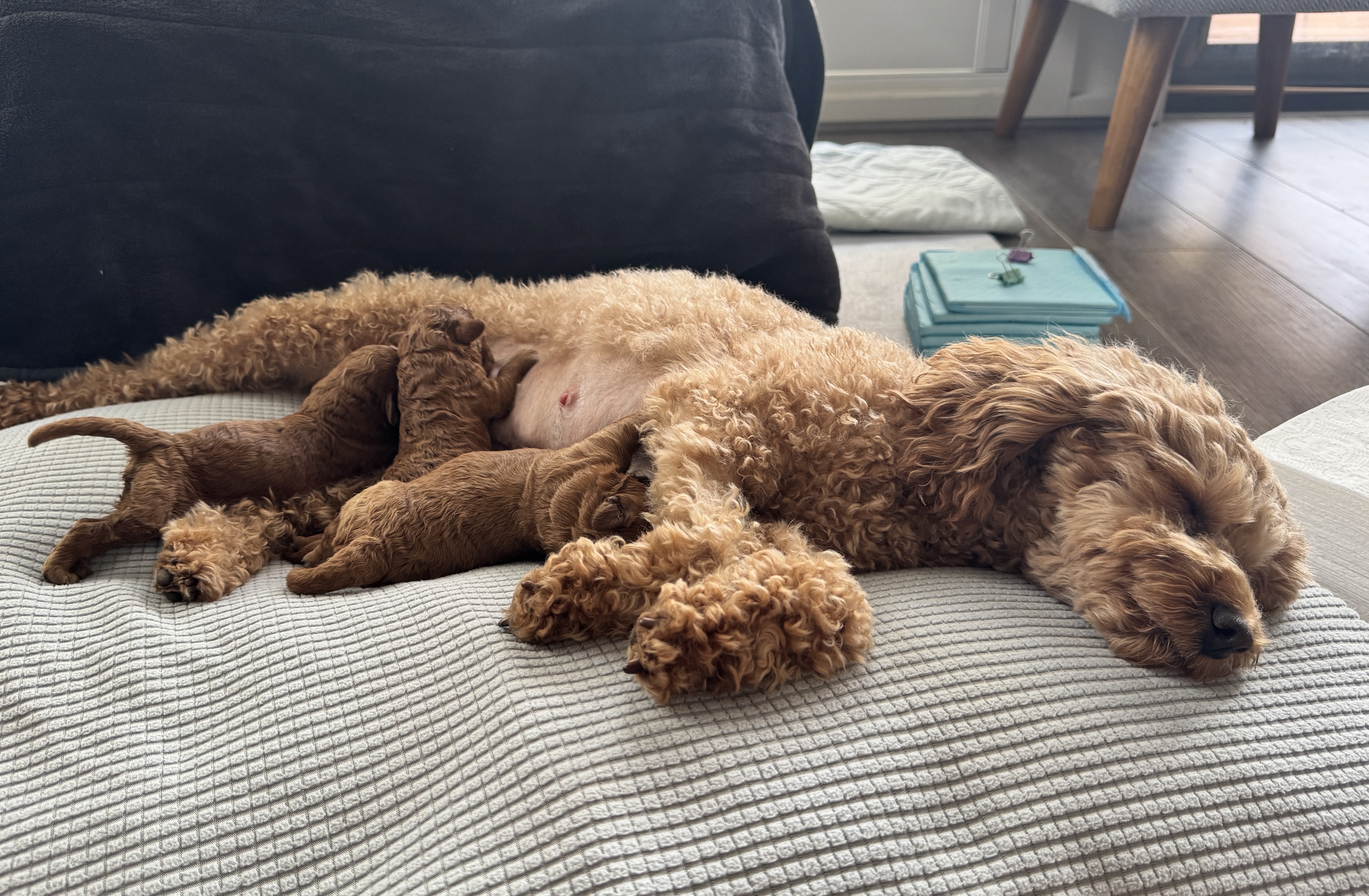 Toy Poodle – Mount Martha