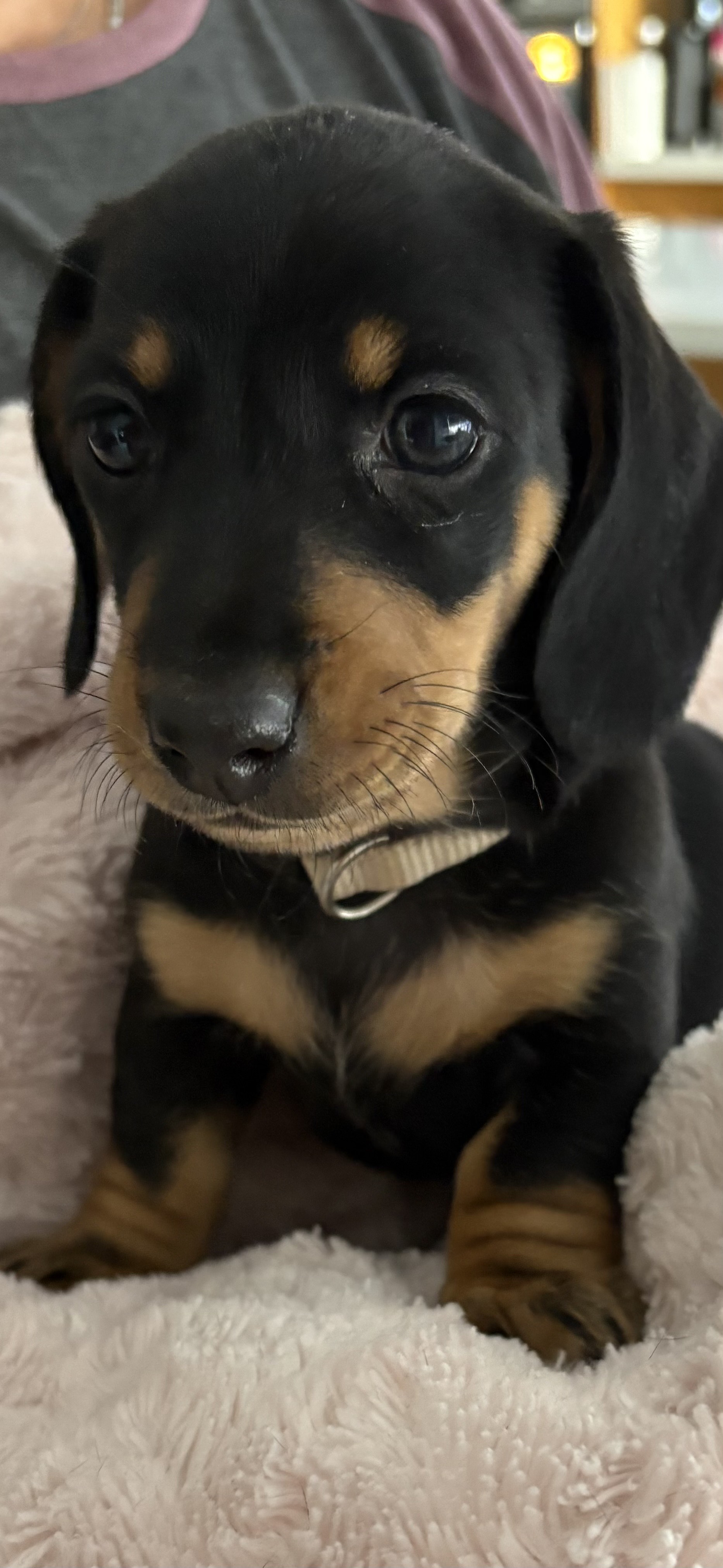 Dachshund – Narre Warren South