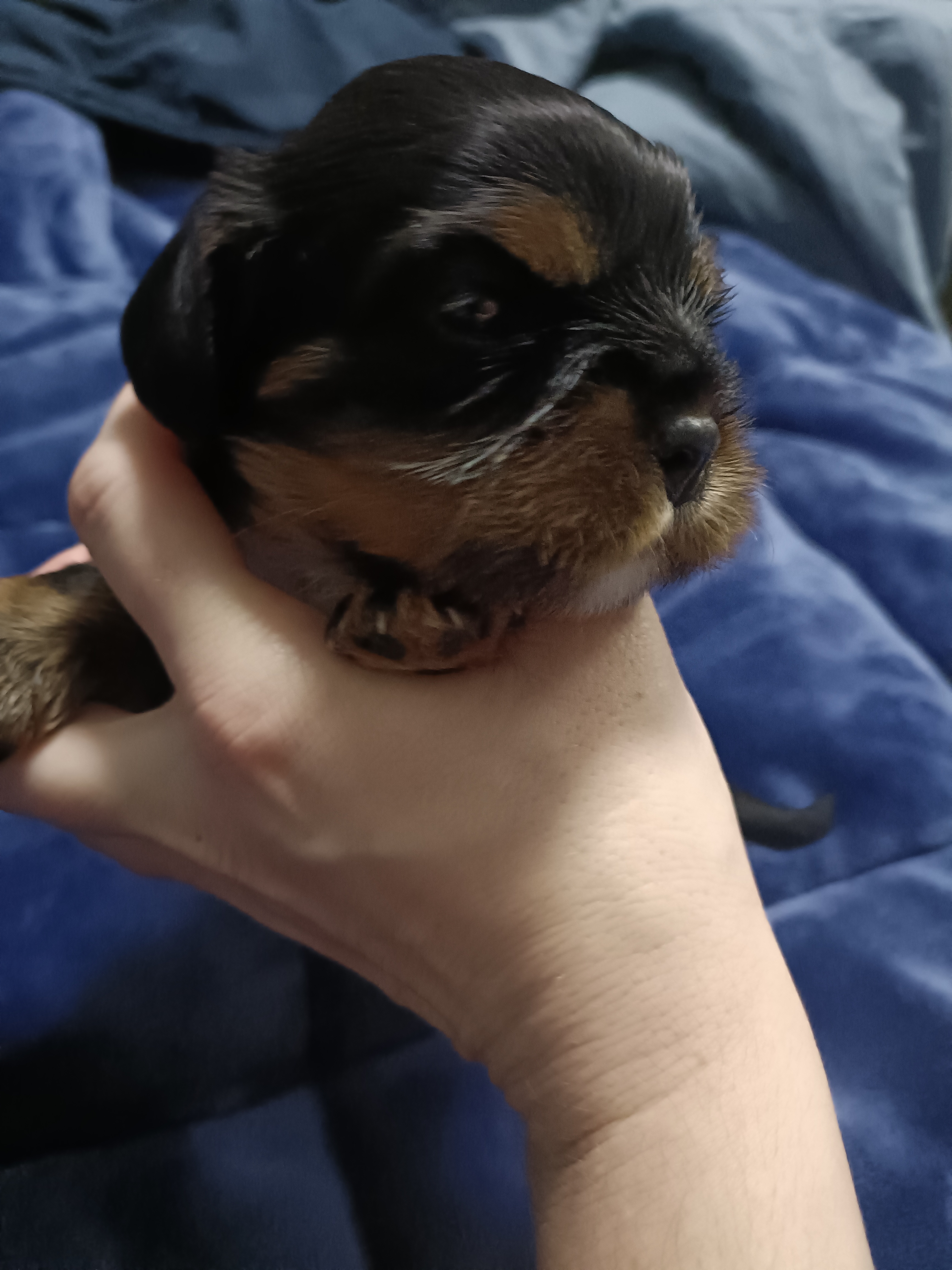 Cavalier King Charles Spaniel – Sanctuary Point
