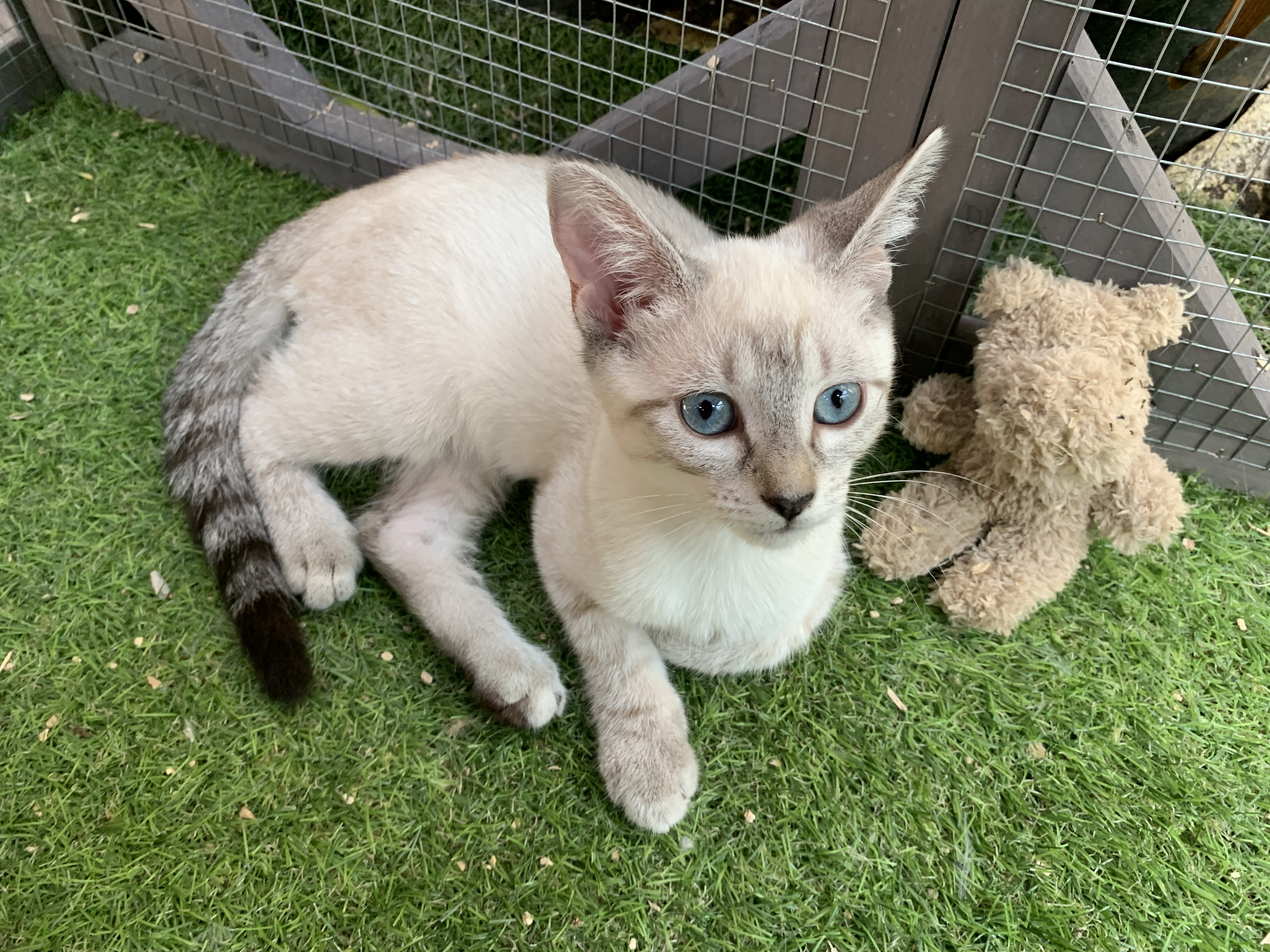 Domestic Short Hair (DSH) – Hassall Grove