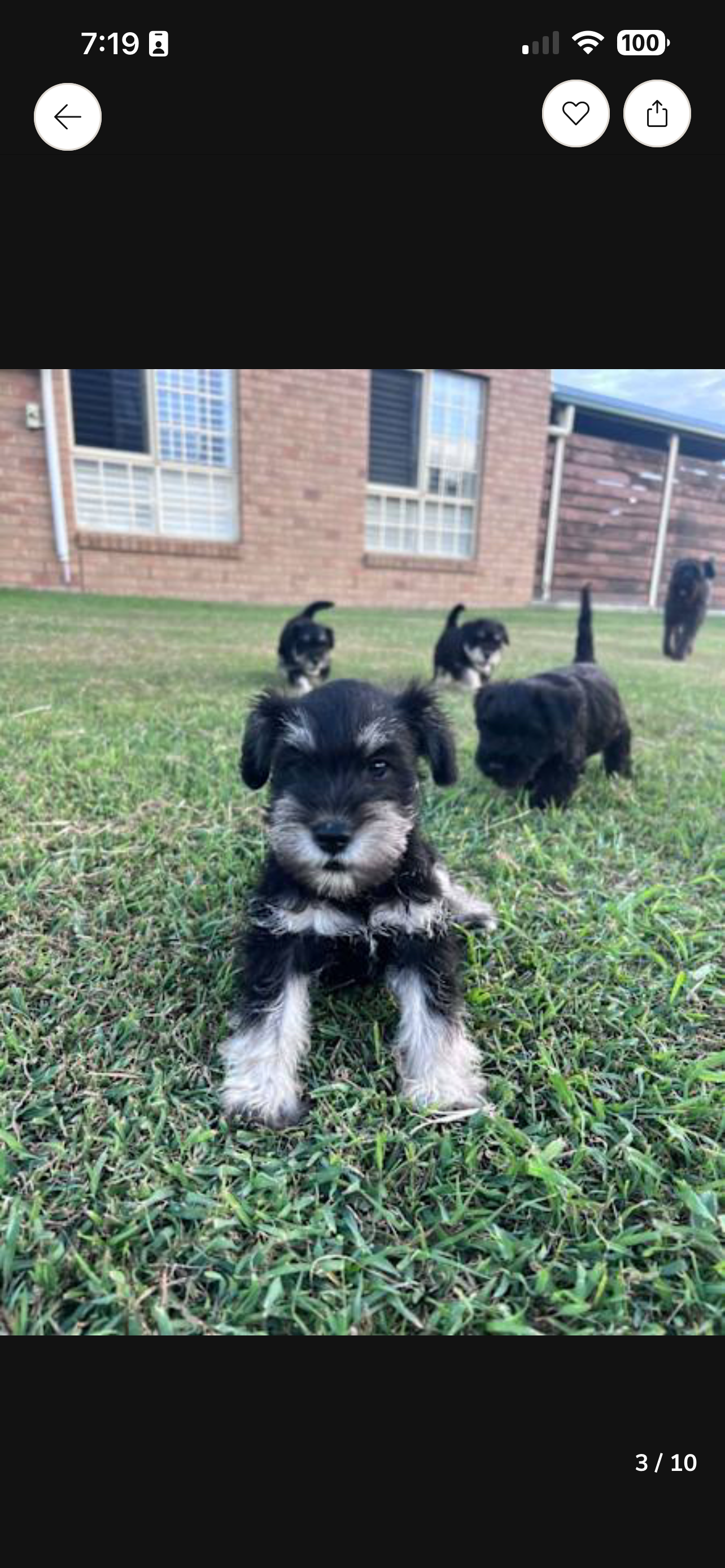 Schnauzer (Miniature) – Mount Marrow