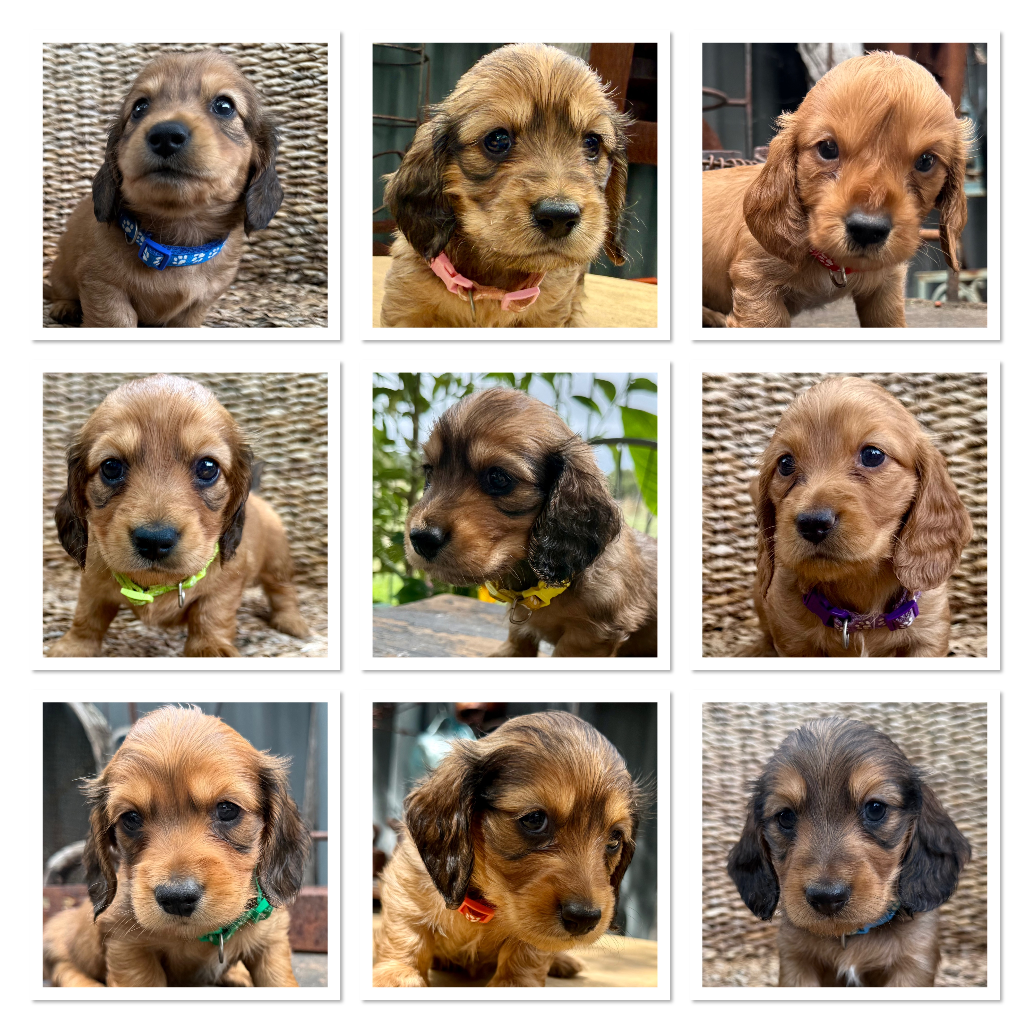 Miniature Dachshund – Dachshund Gems