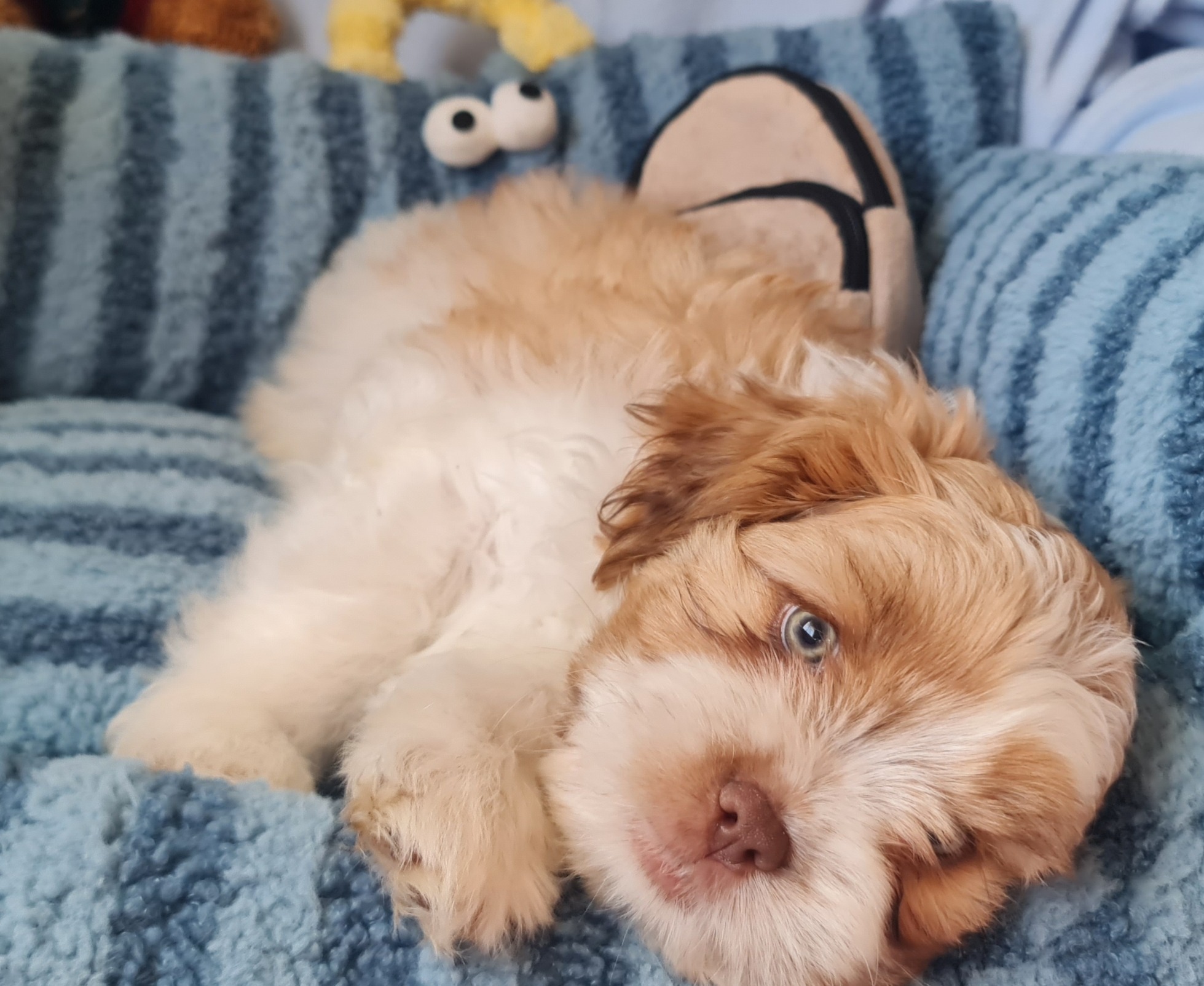 Shih Tzu – Edens Landing