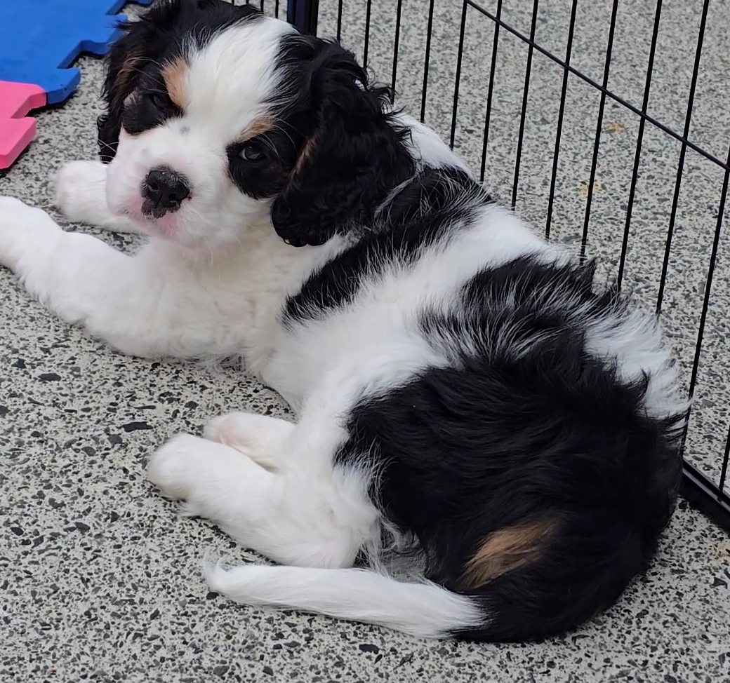 Dogs – Mudgeeraba