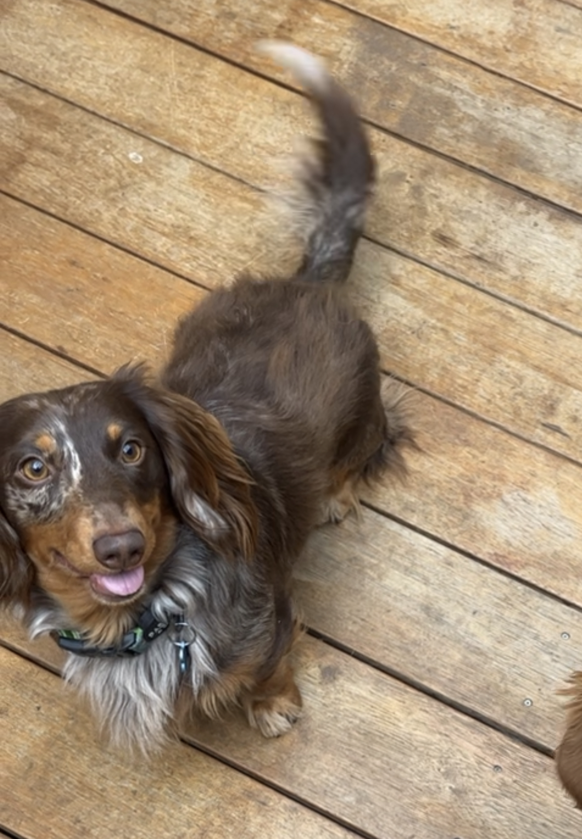 Dachshunds - long haired and smooth haired