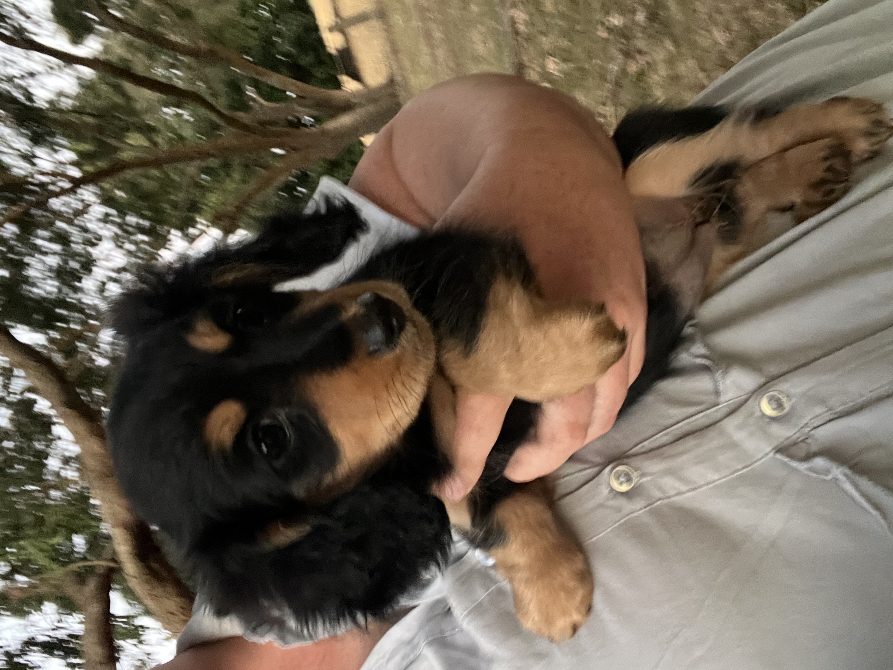 Dachshund – Branxholme