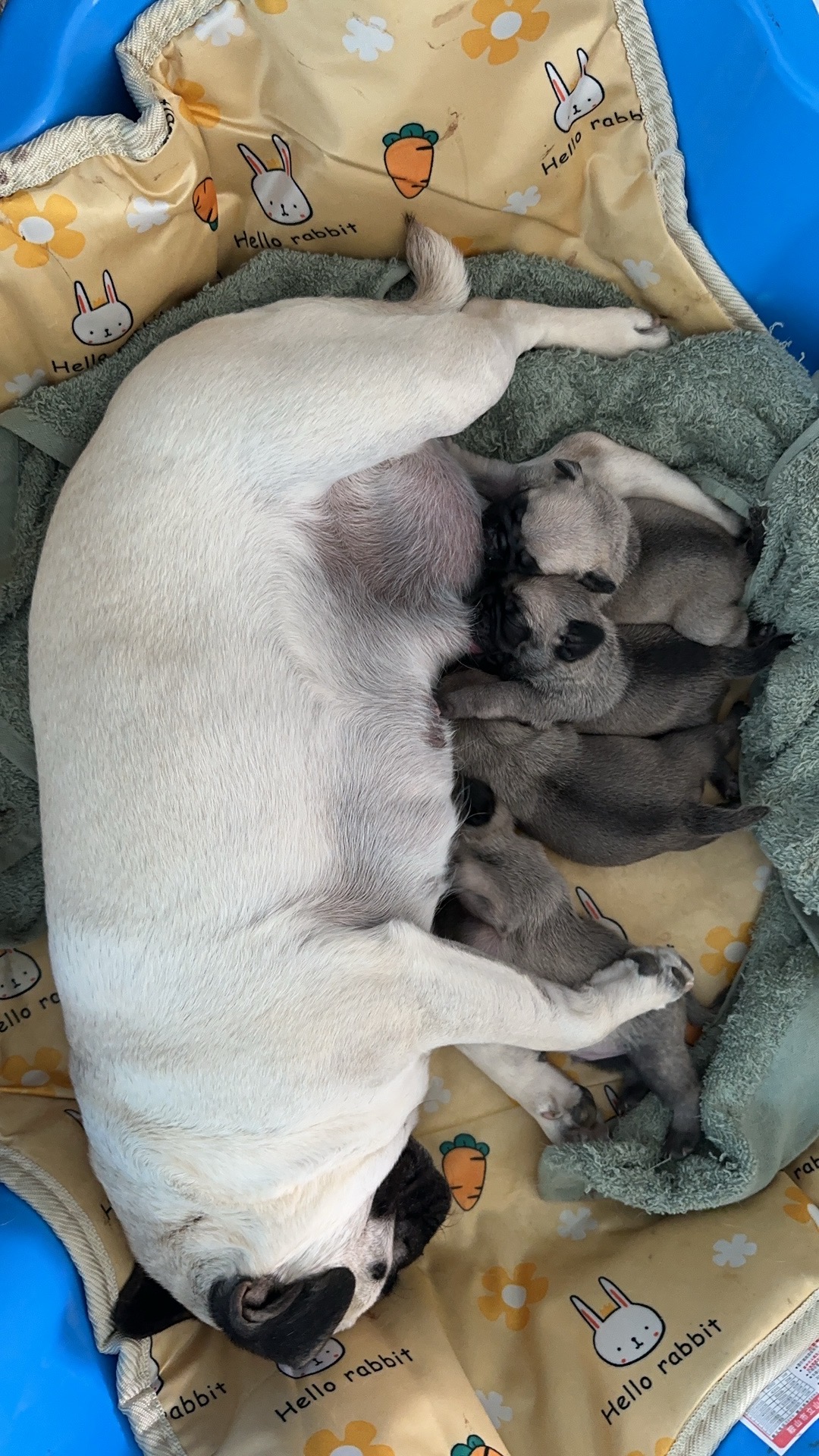 4 new pug puppy for new home