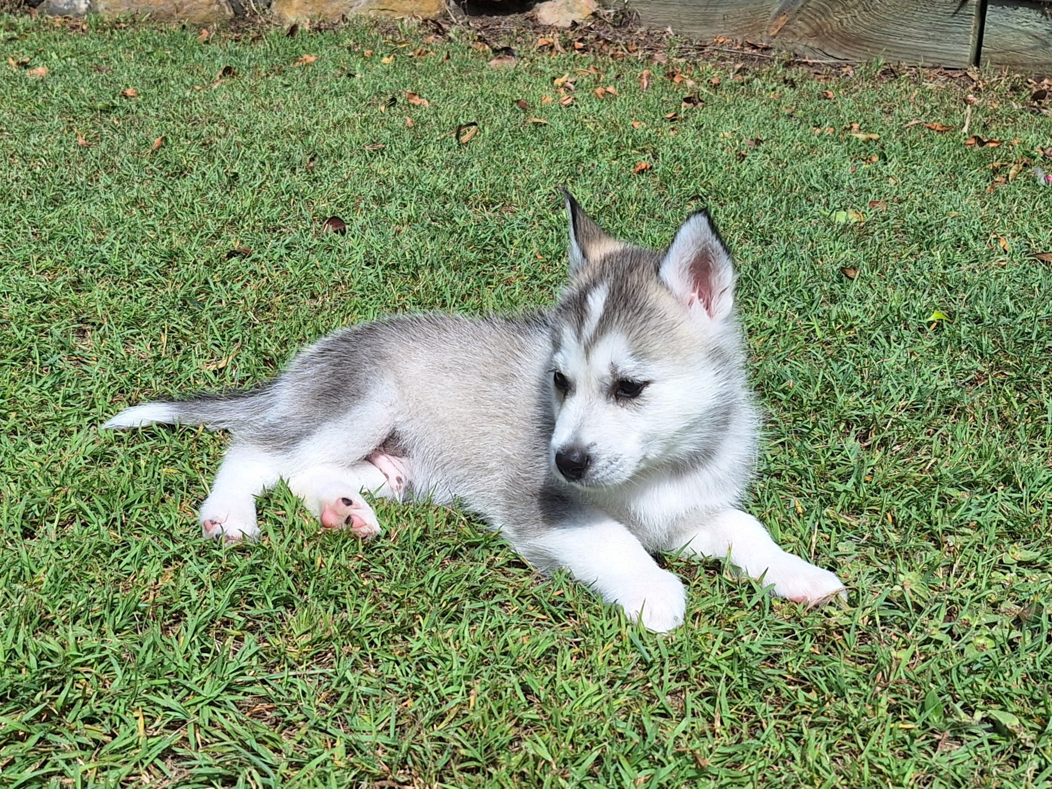 Husky – Ellalong