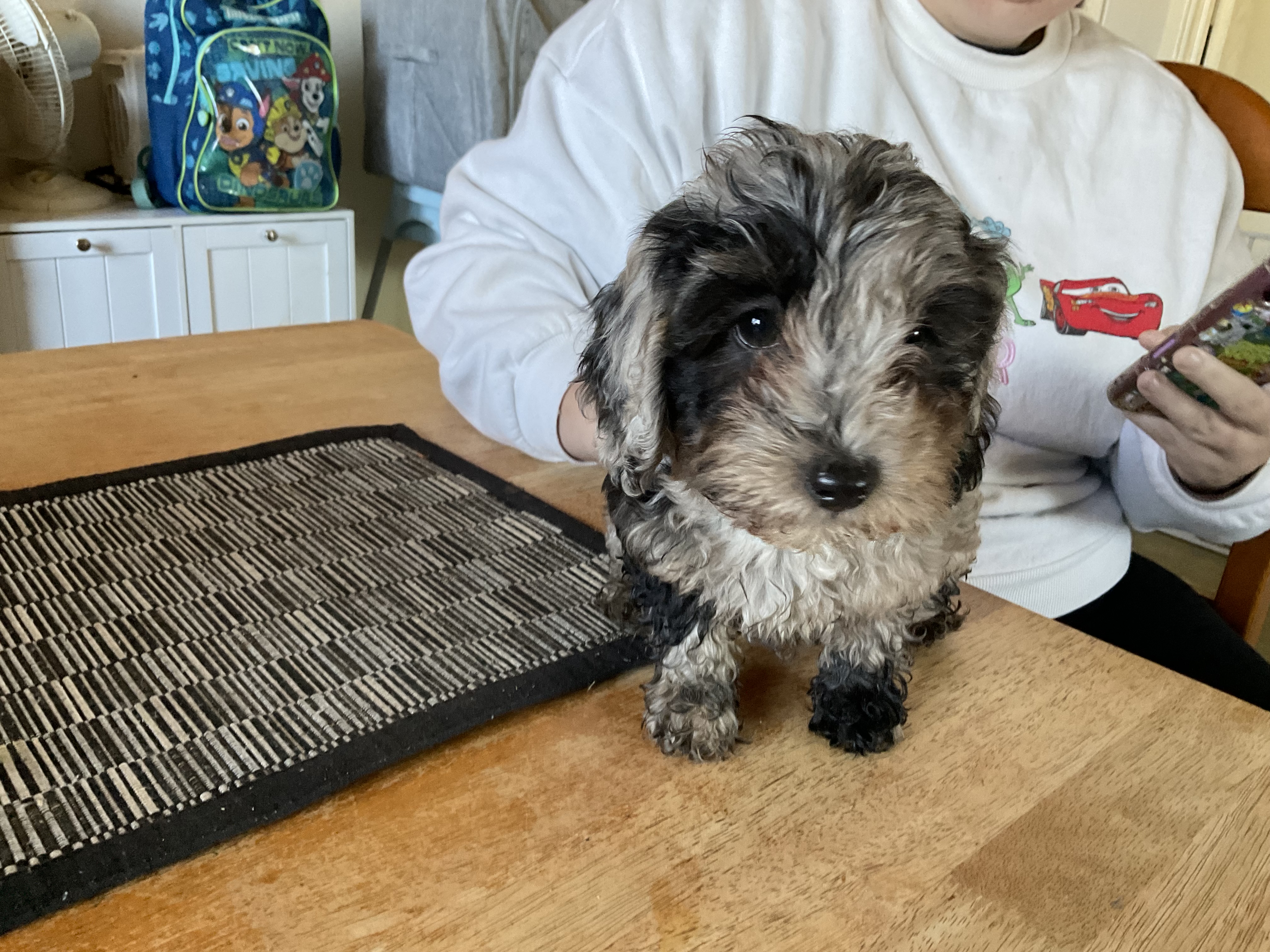 Cavoodle – Doonside