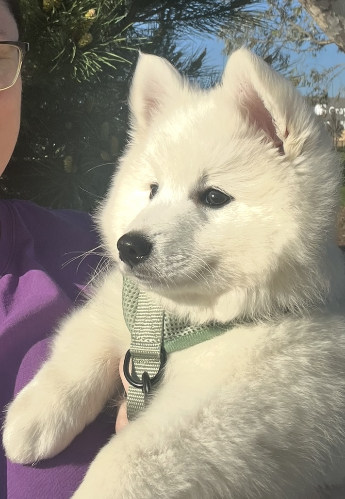 Japanese Spitz – Pakenham