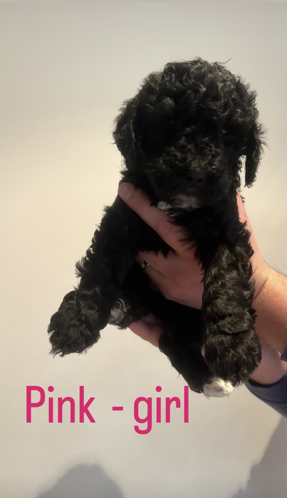 Poodle Standard – Hahndorf