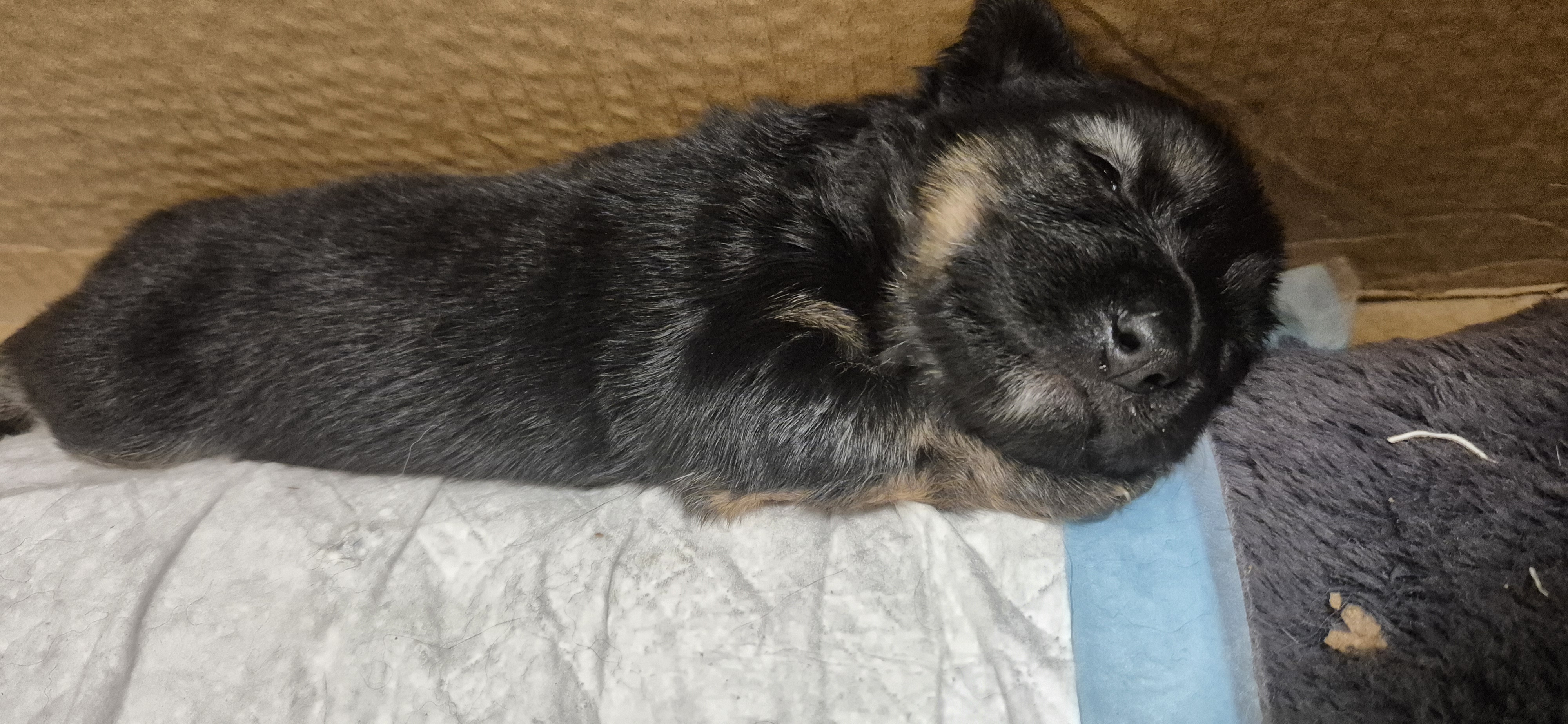 German Shepherd – Revesby