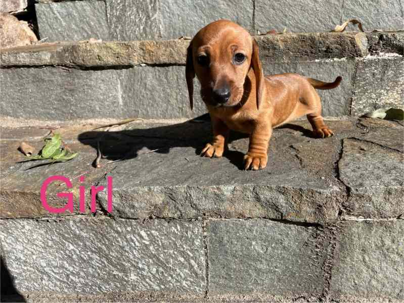 Miniature Dachshund – Krystal