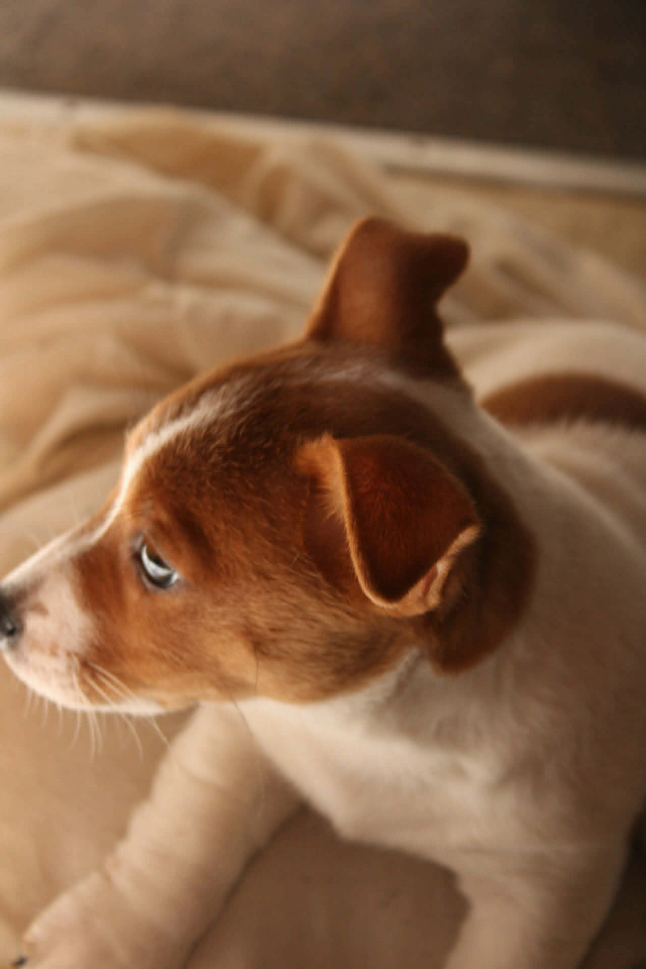 Jack Russell – Bolton Point