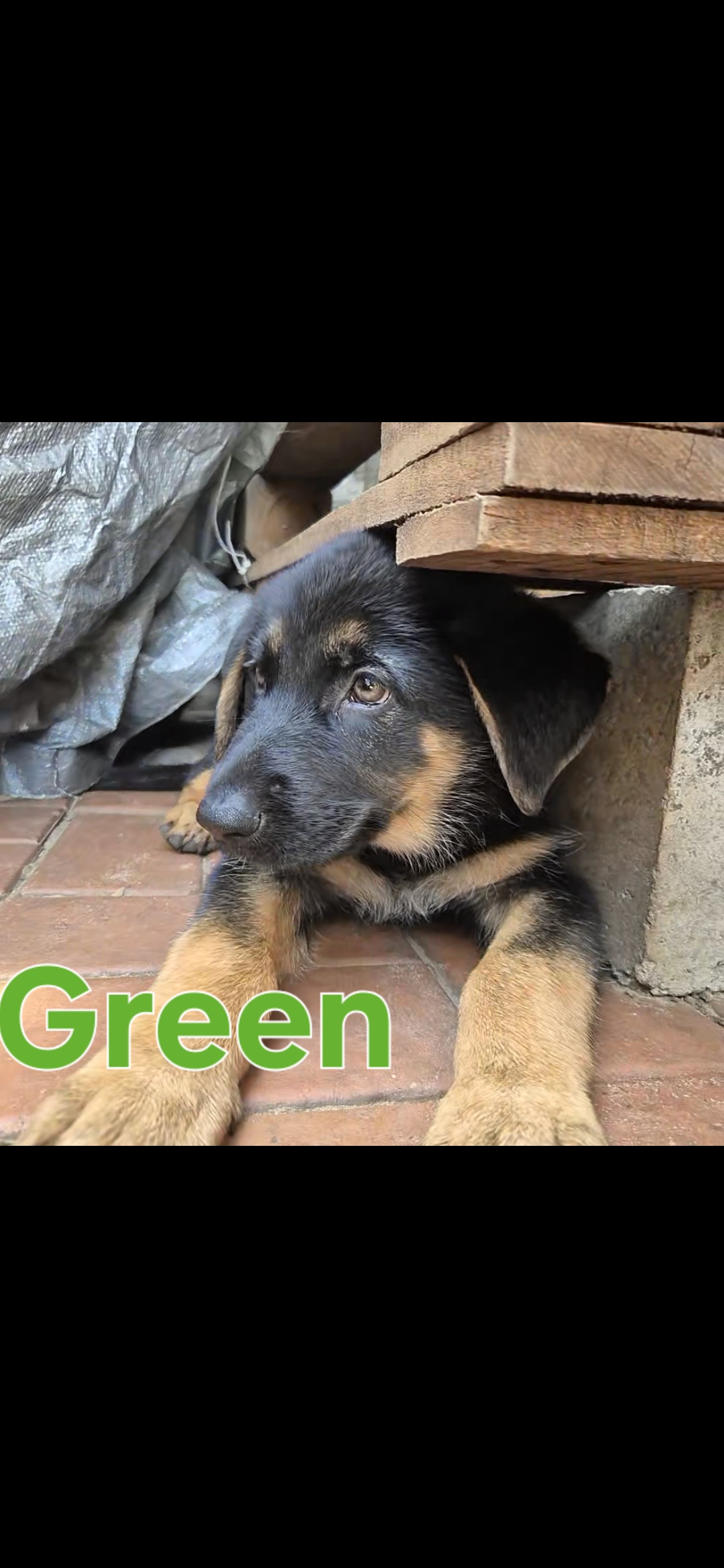 German Shepherd – Goodna