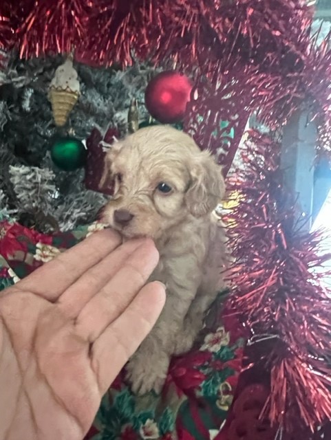 Toy poodle x cavoodle ready for a Happy New Year .