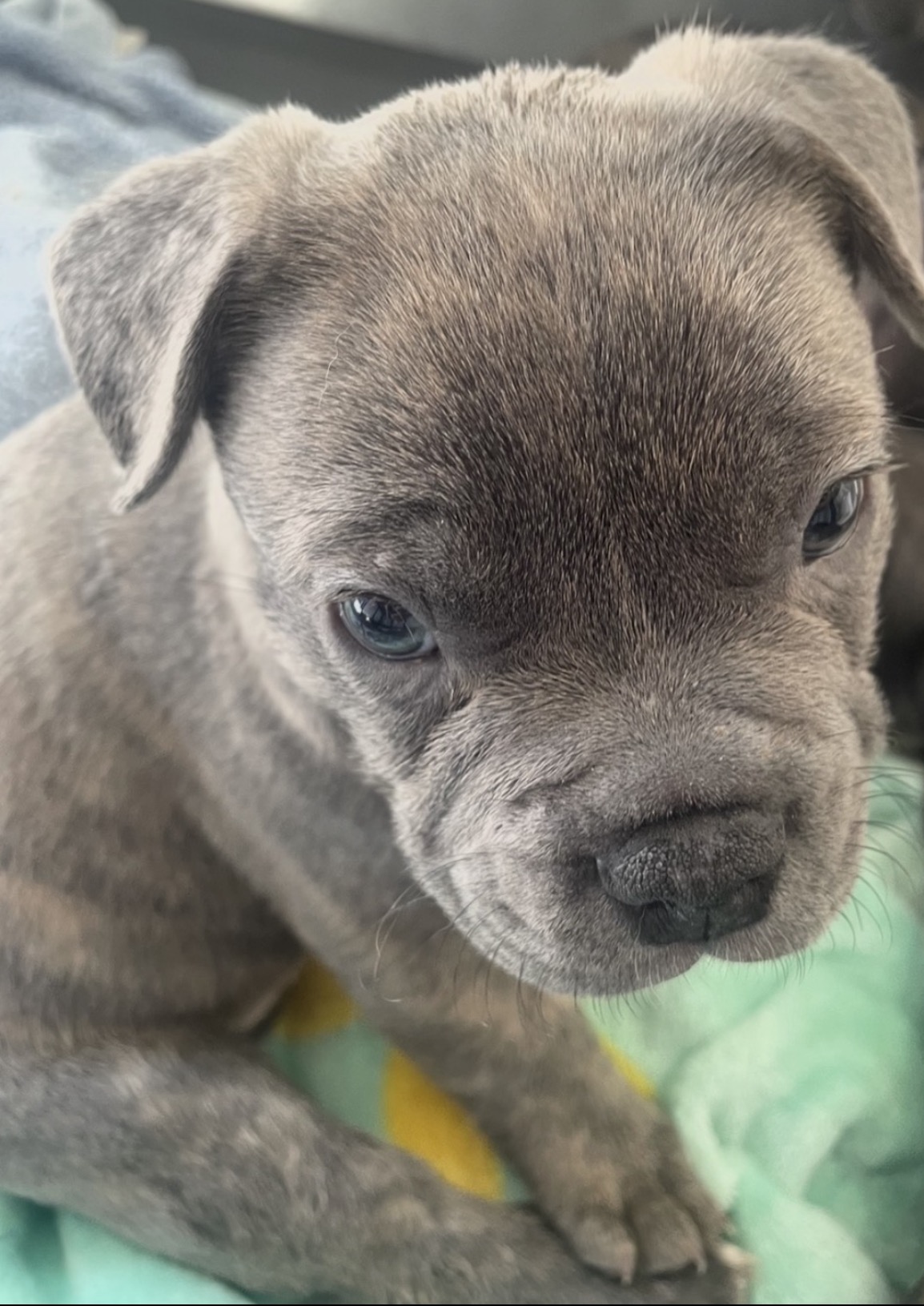 Staffordshire Bull Terrier – Kilmore