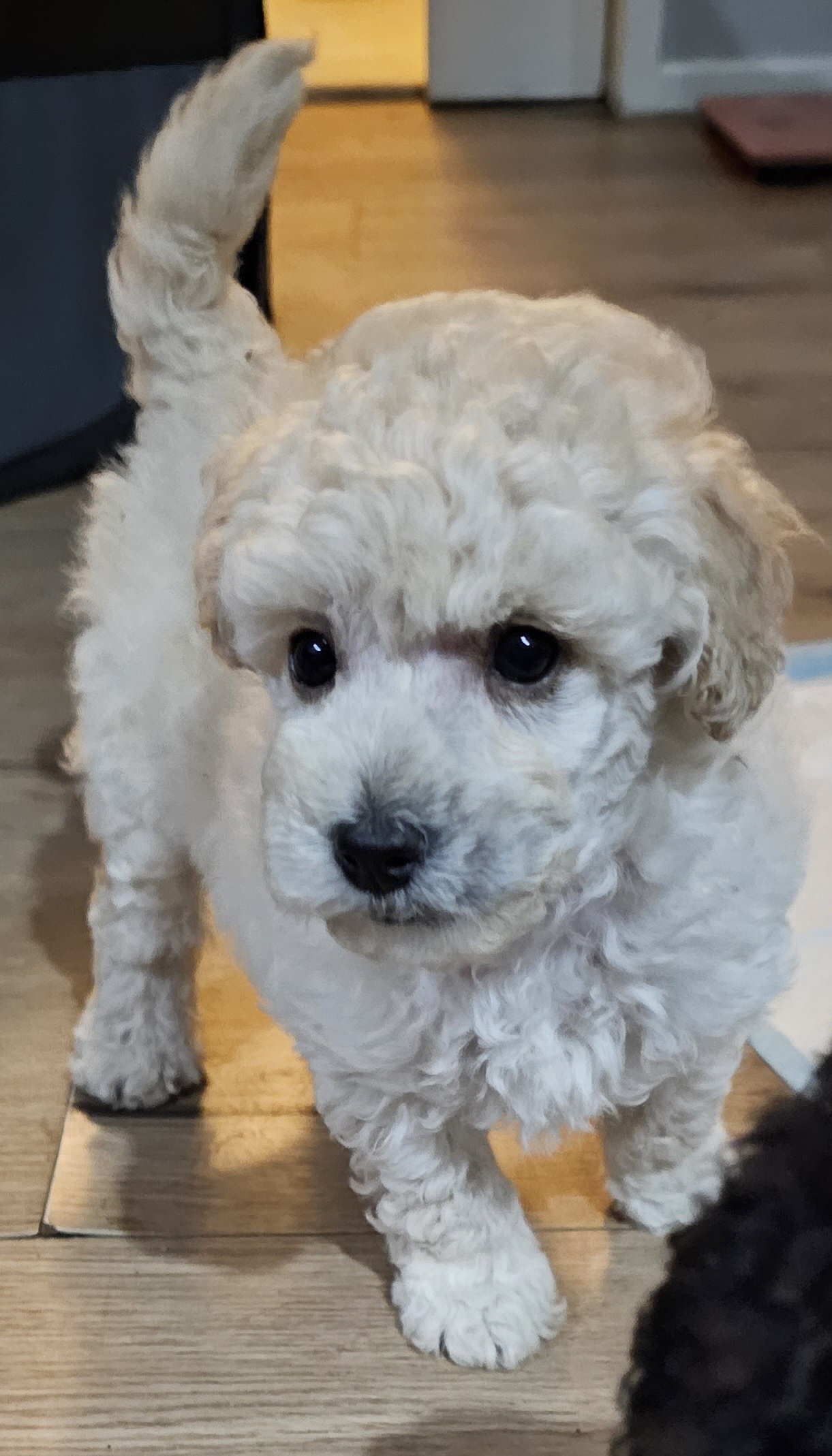 Toy Poodle Puppies - Adorable!!