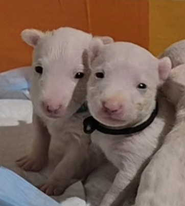 English Bull Terrier – BoganBullz